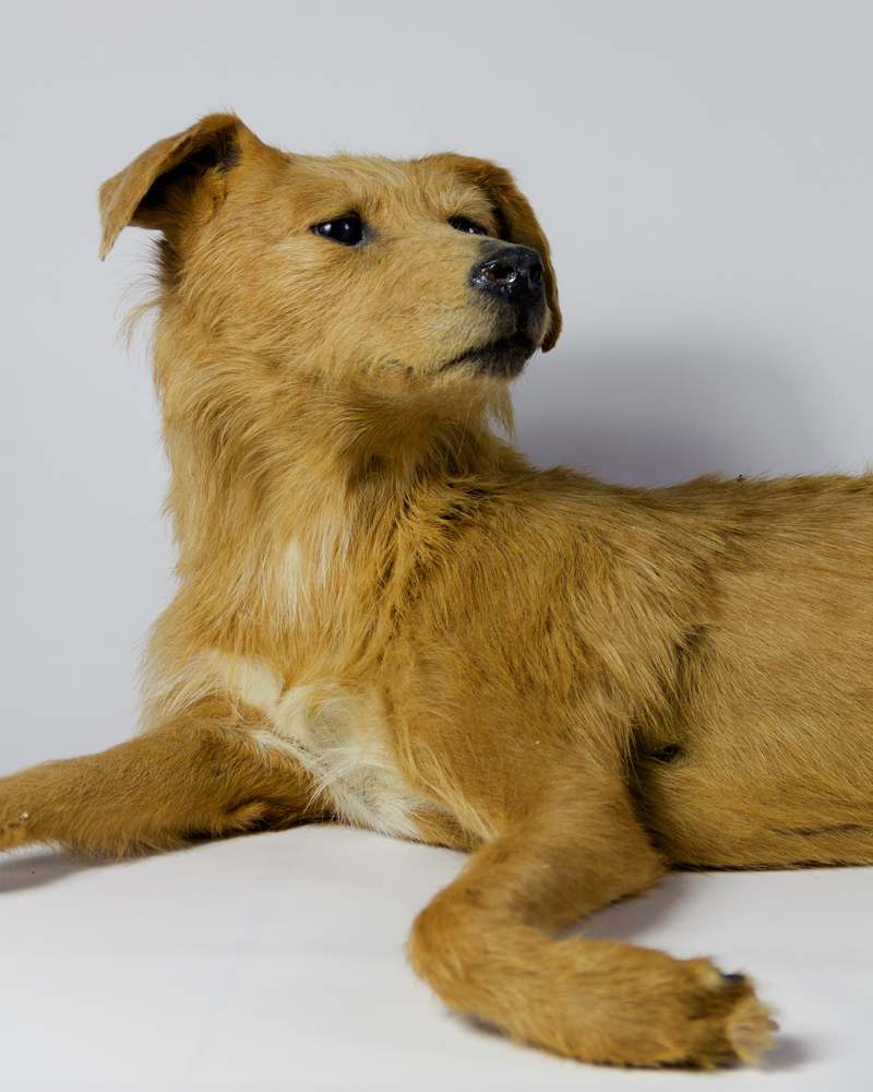 Taxidermy Dog
