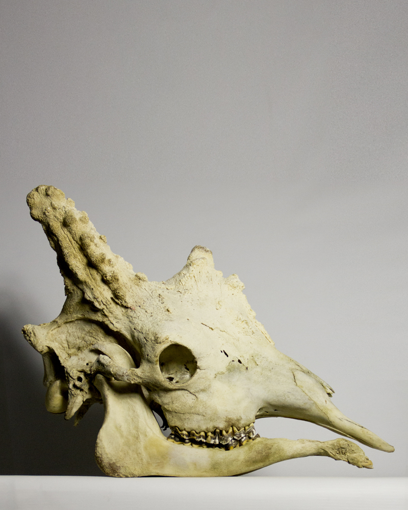 Taxidermy Giraffe Skull