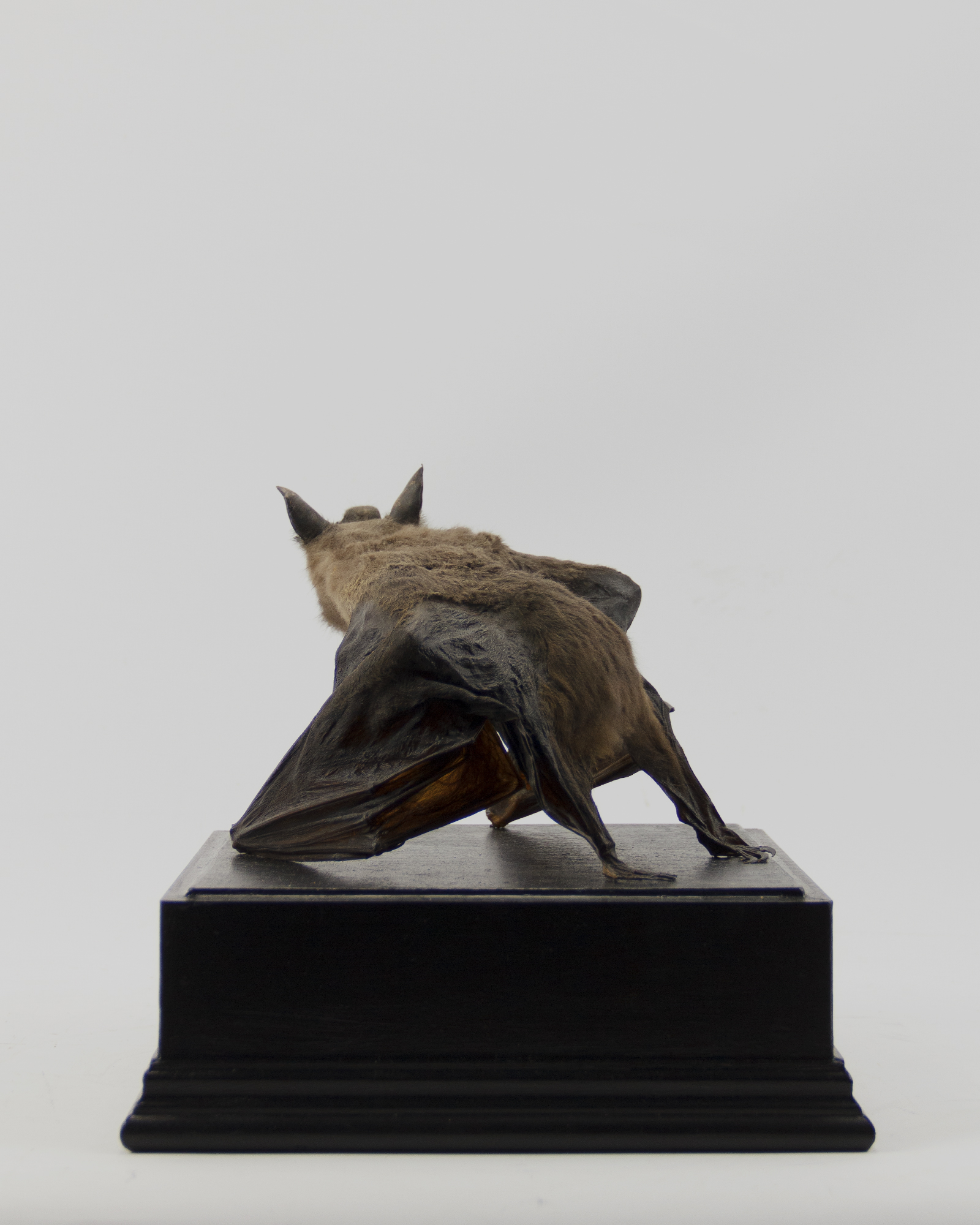 Taxidermy Hammerheaded bat