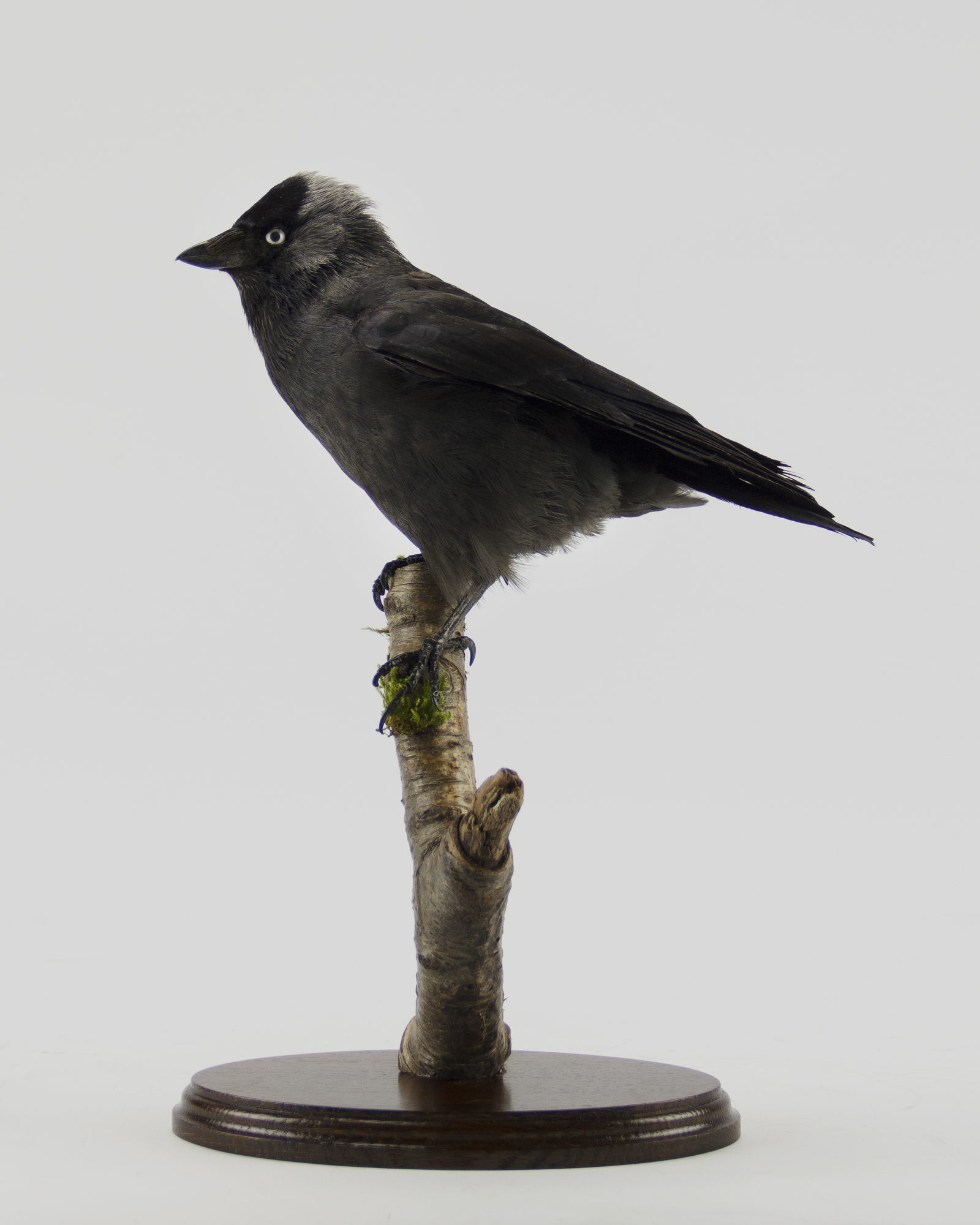 Taxidermy Jackdaw