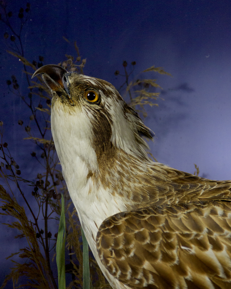 taxidermy-osprey