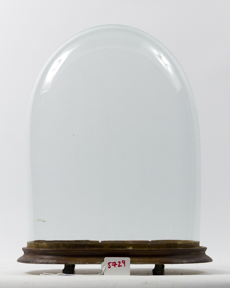 Taxidermy Oval Glass Dome