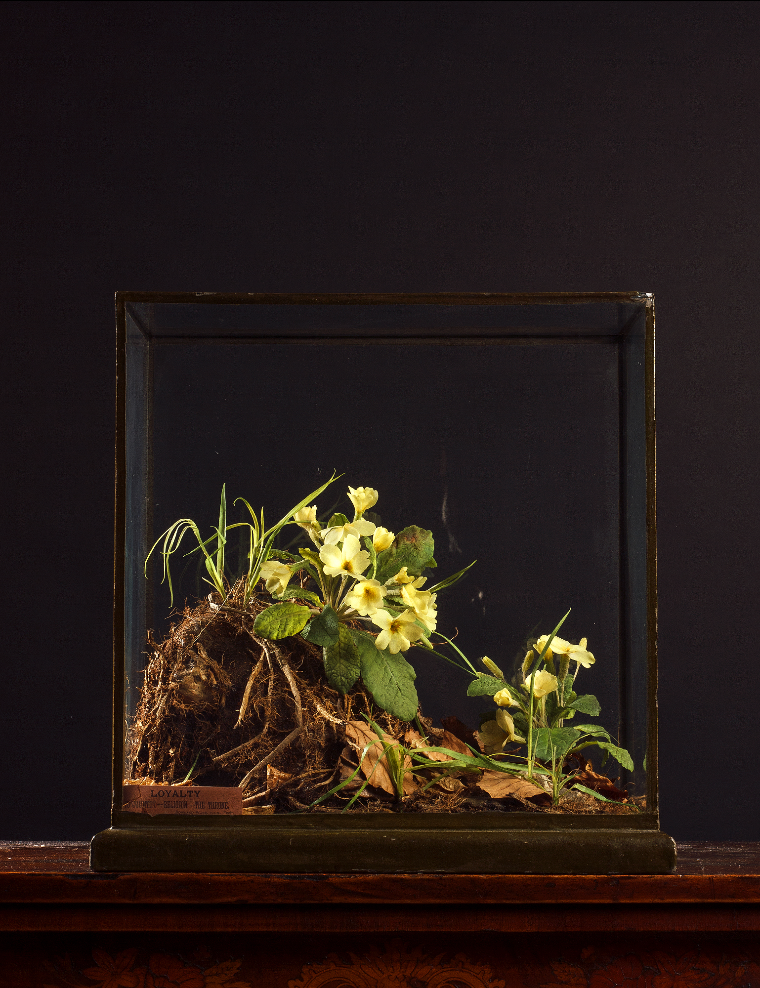 Primroses By Rowland Ward, Presented As A Tribute To Benjamin Disraeli