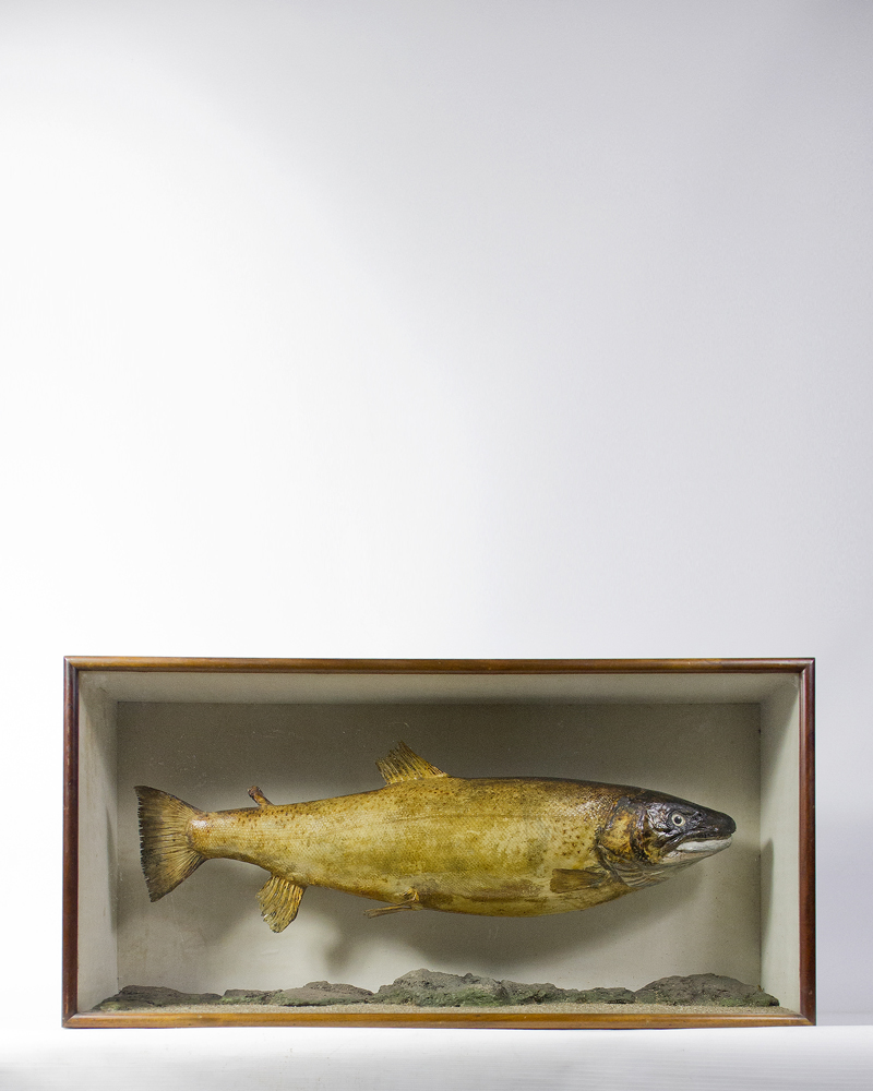 Taxidermy Salmon