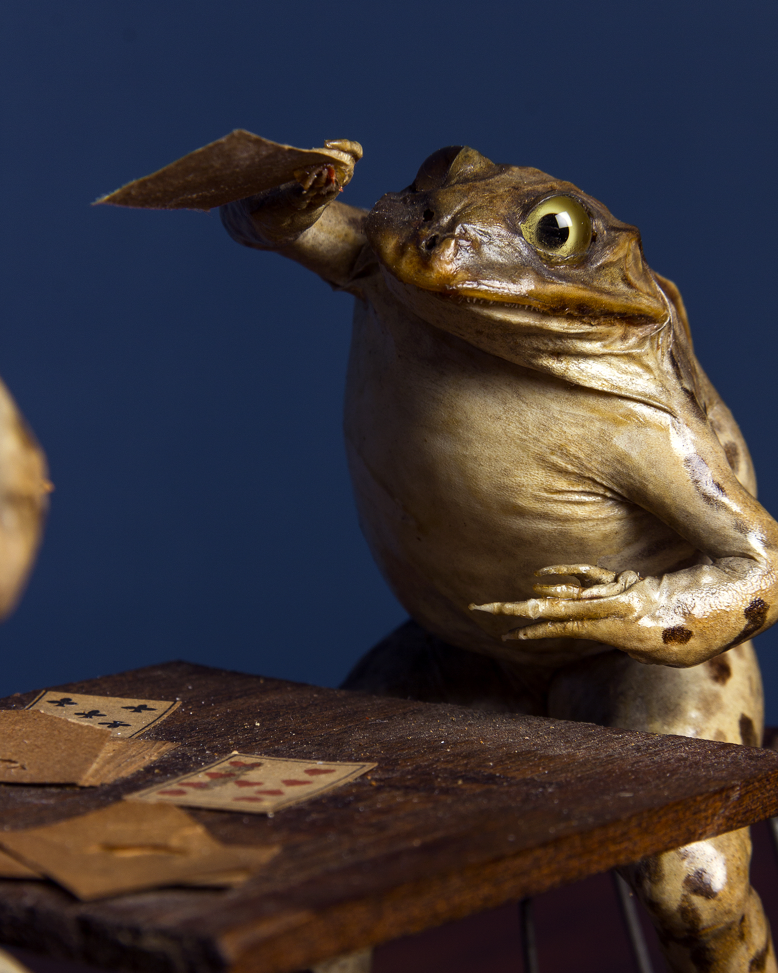 Victorian Taxidermy Tableau Of Gambling Toads