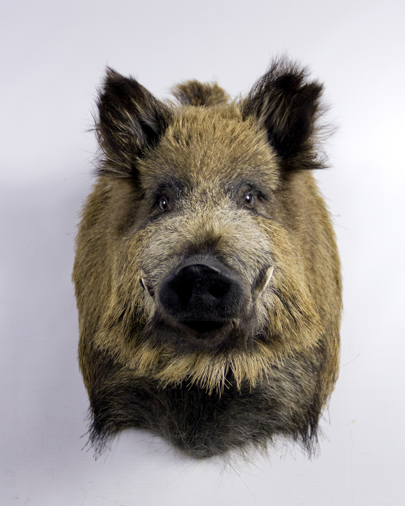 Taxidermy Wild Boar Head