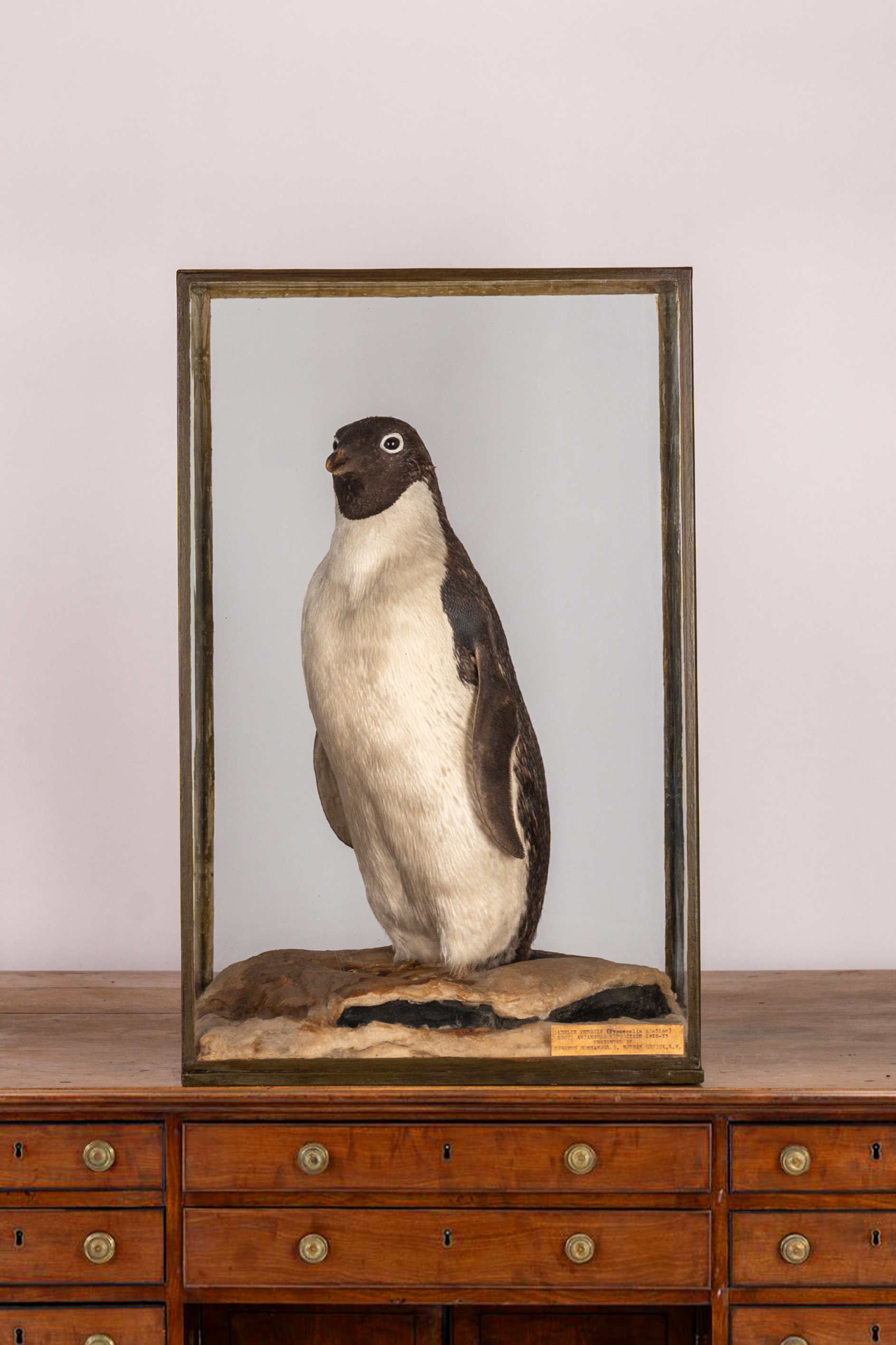 Important Taxidermy Adelies Penguin From The Terra Nova Arctic Expedition