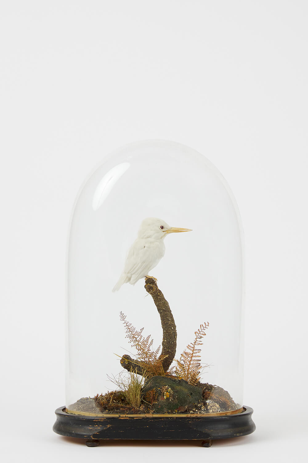 Albino kingfisher