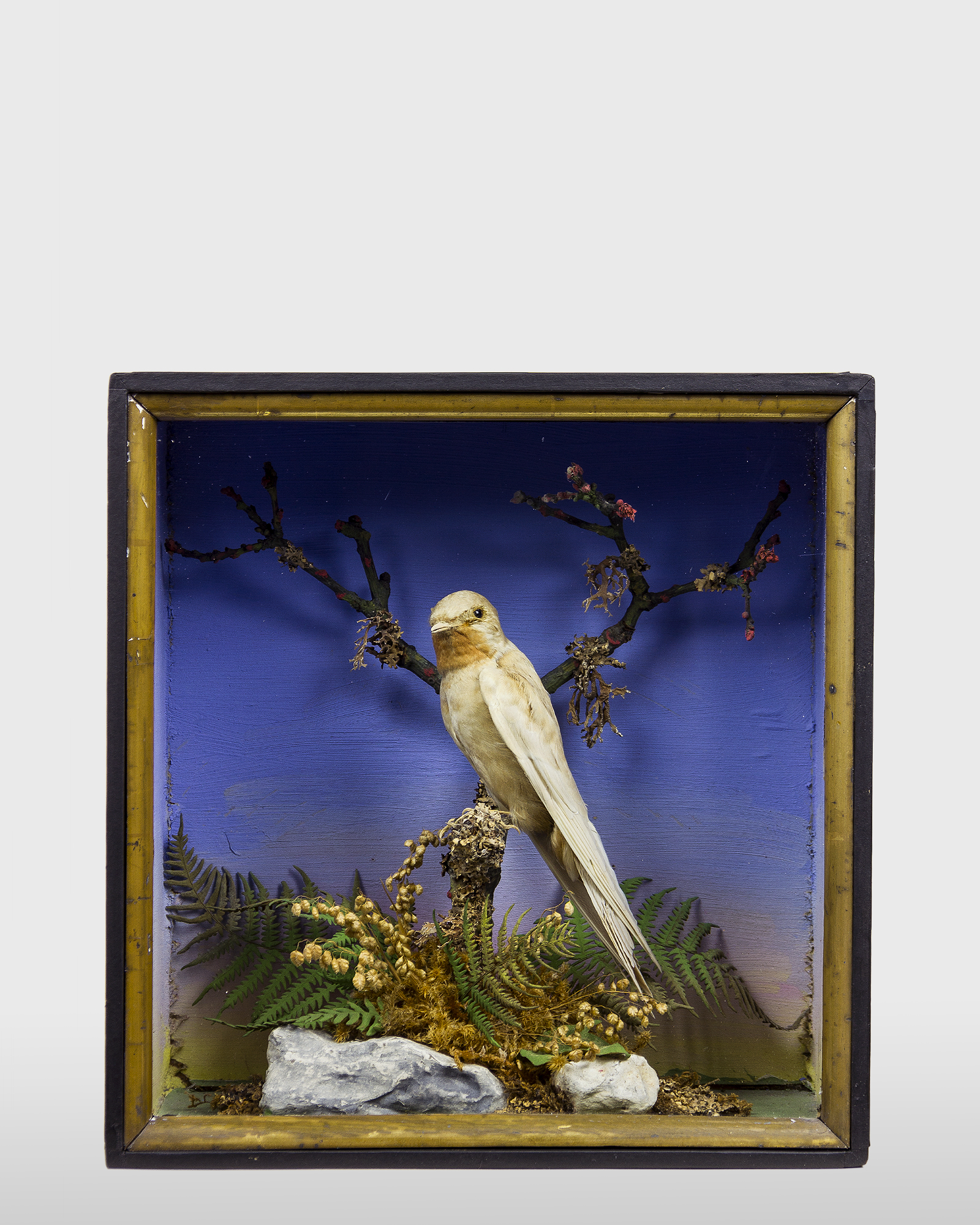 Albino Swallow By Shaw