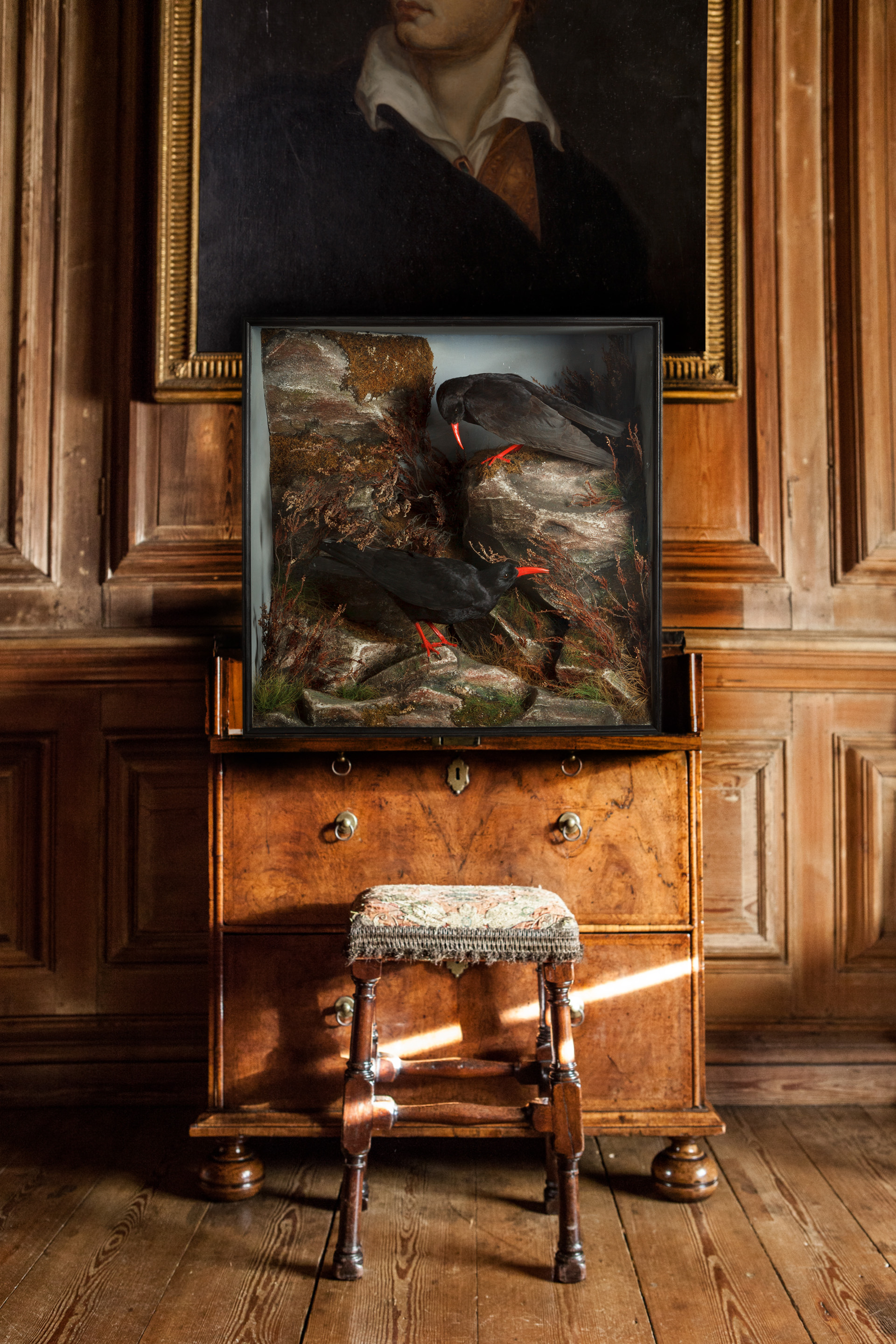 An Exceptional Victorian Case Of Taxidermy Cornish Choughs