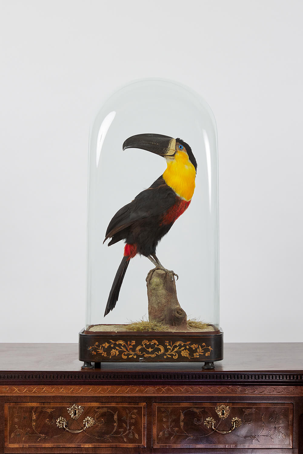 Antique Taxidermy Channel-billed Toucan