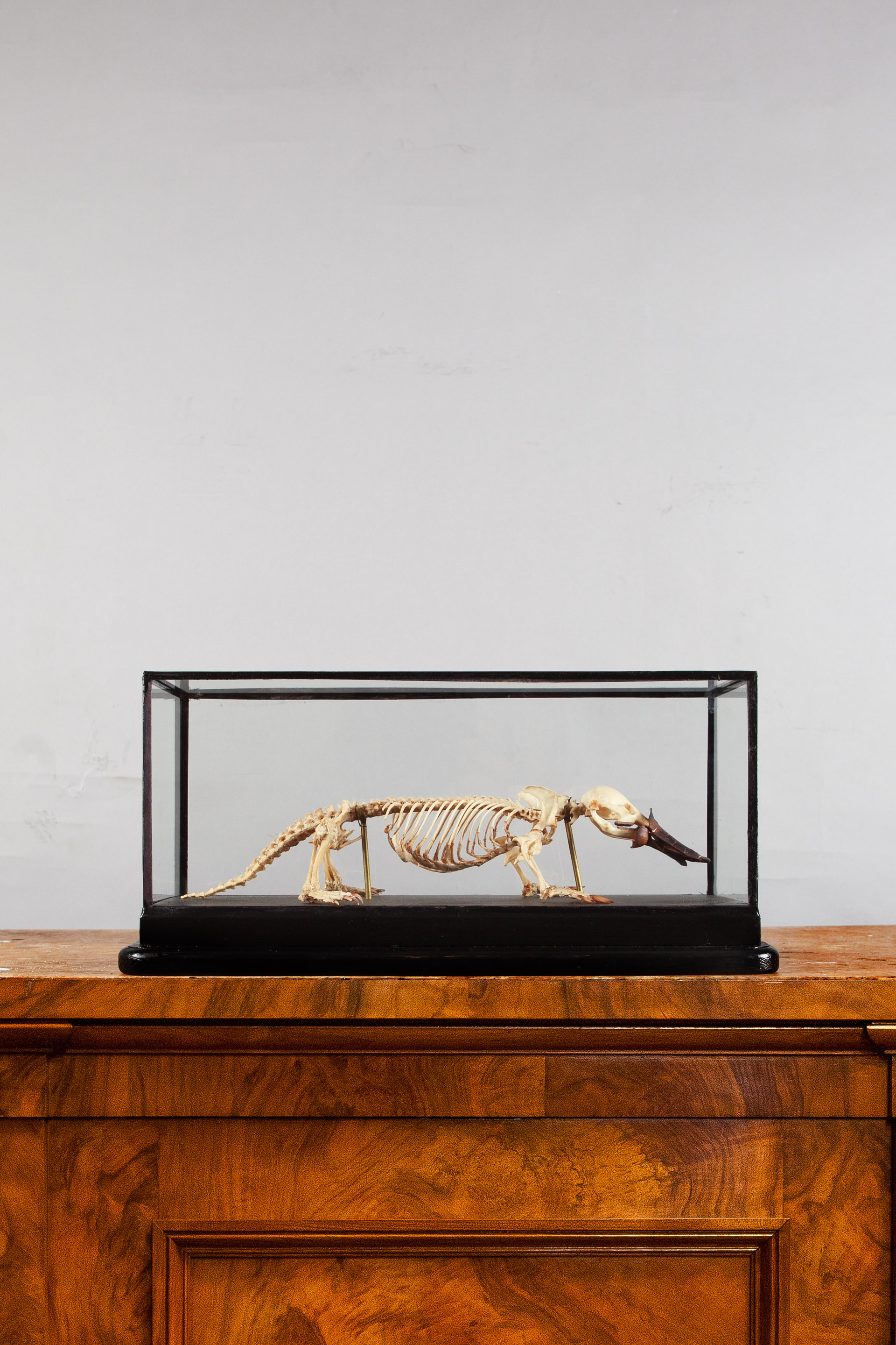 Antique Skeleton Of A Duck-billed Platypus