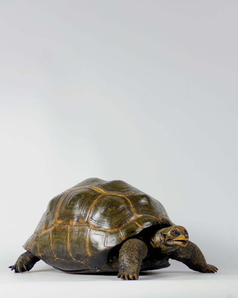 Giant Tortoise