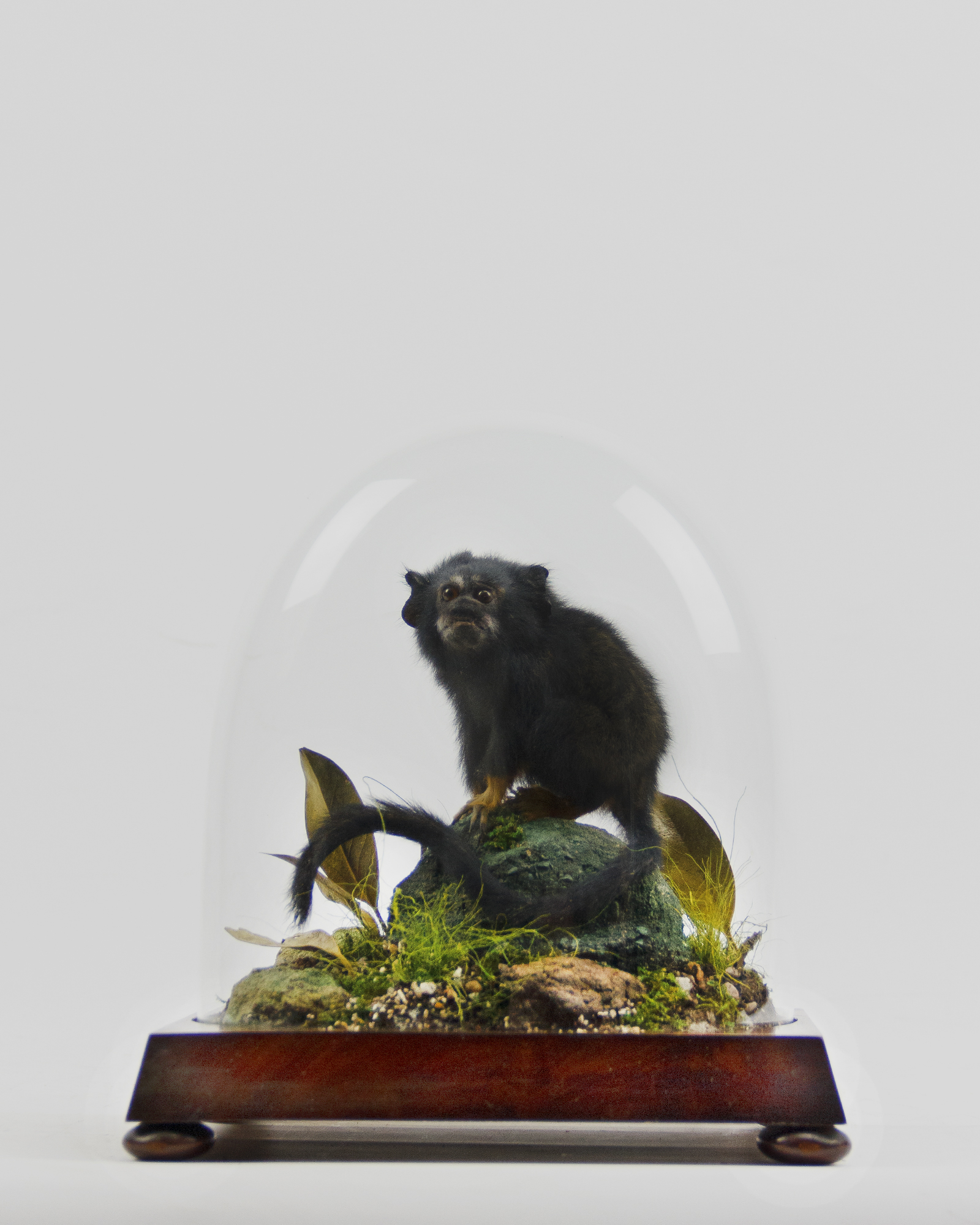 Golden-handed tamarin monkey