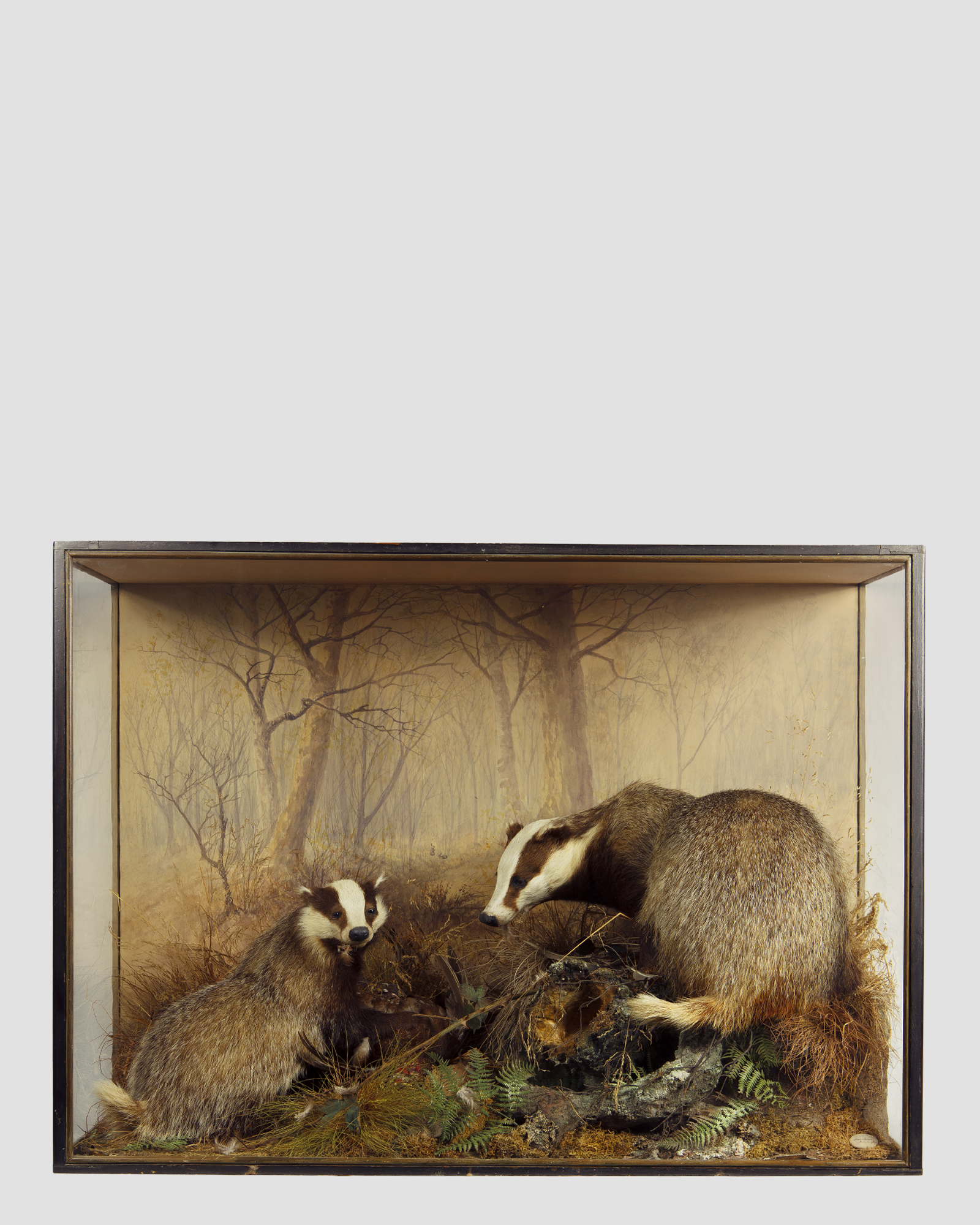 Taxidermy Badgers By Peter Spicer