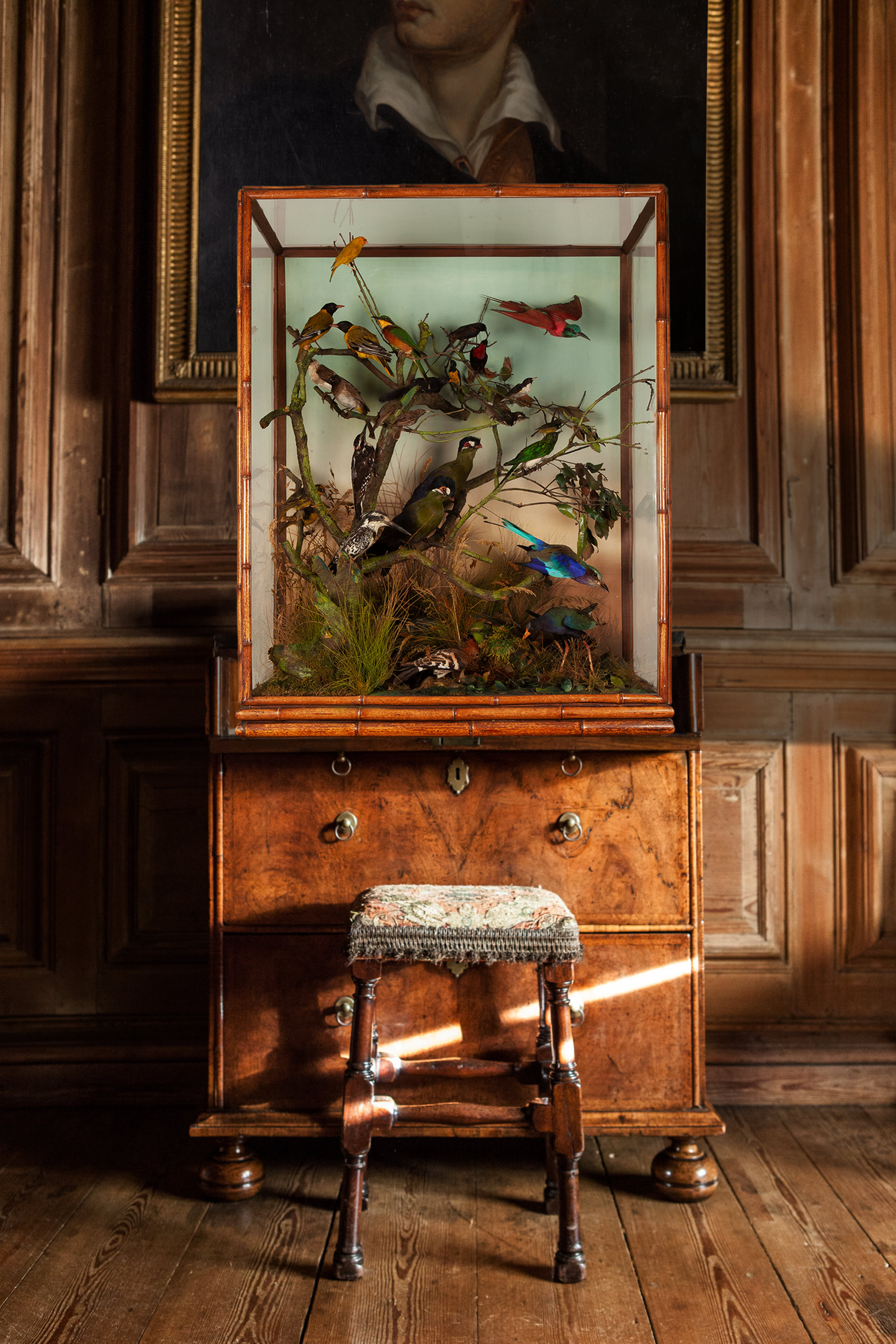 A bamboo edged case of exotic birds by Leonard C Harwood