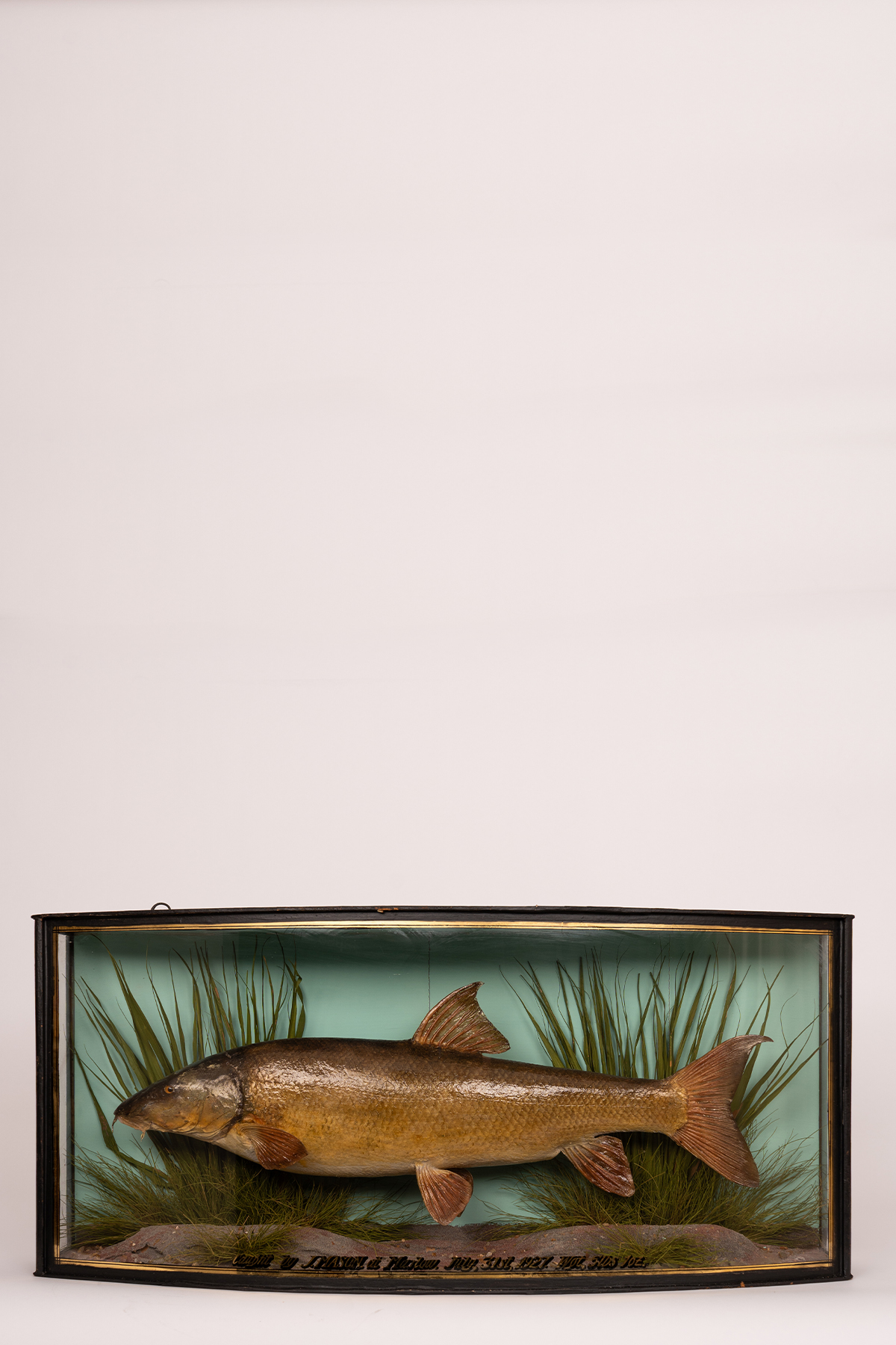 Barbel Taxidermy Fish Case By John Cooper