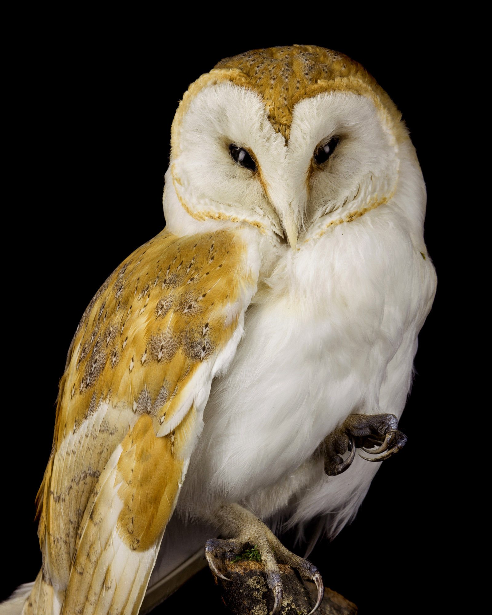 Taxidermy barn owl