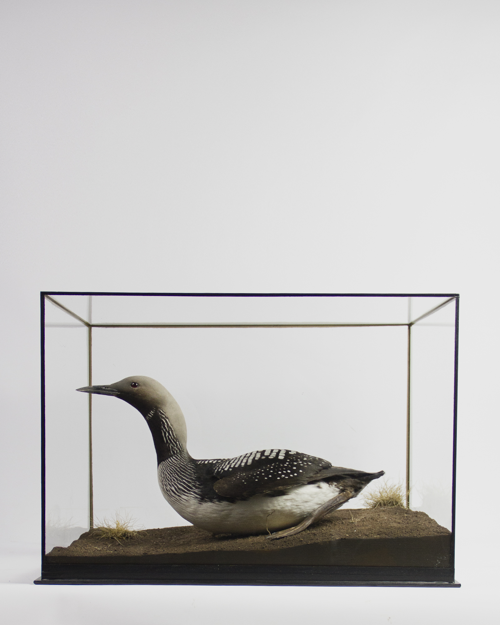 Black-throated Diver