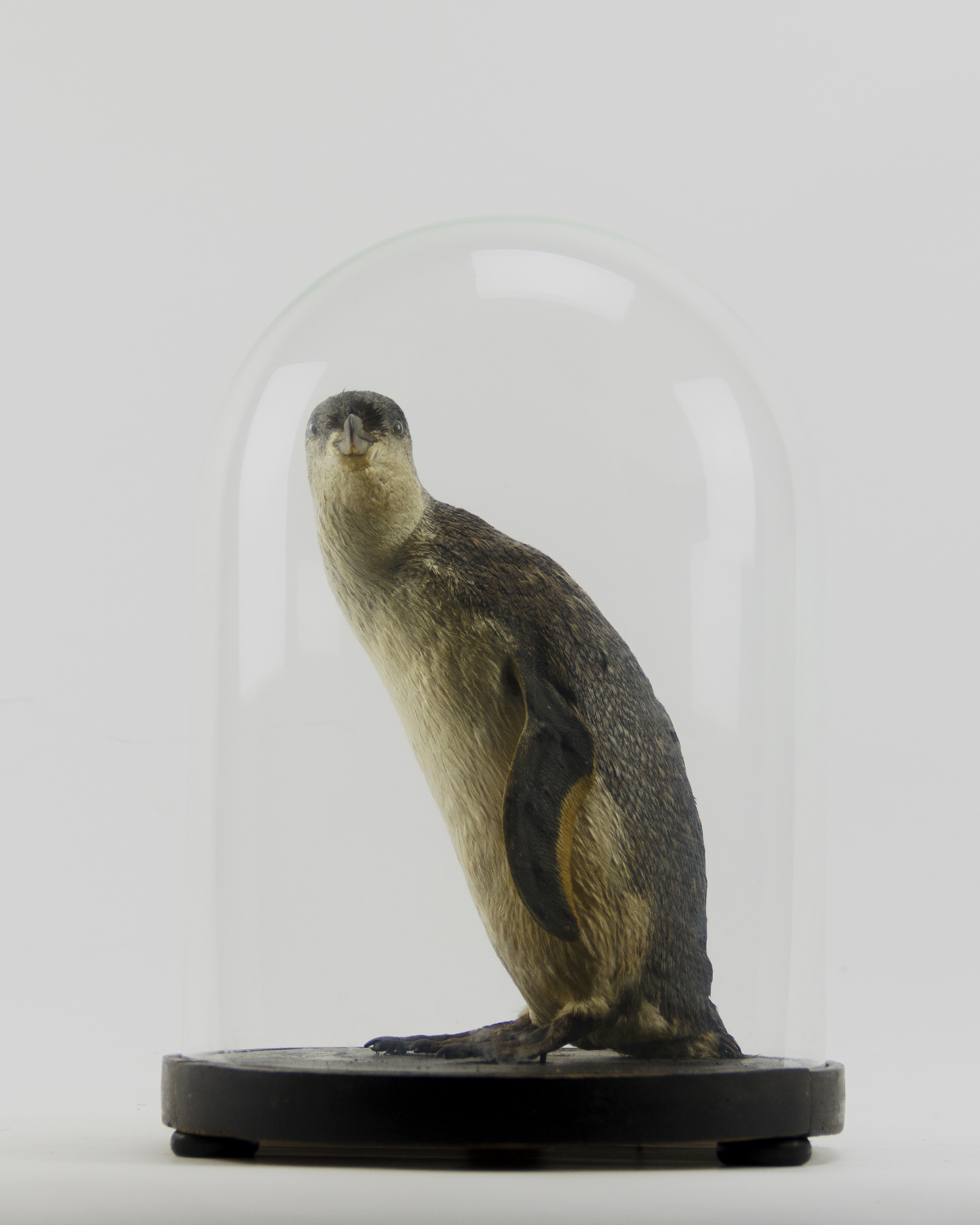 Taxidermy Blue Penguin