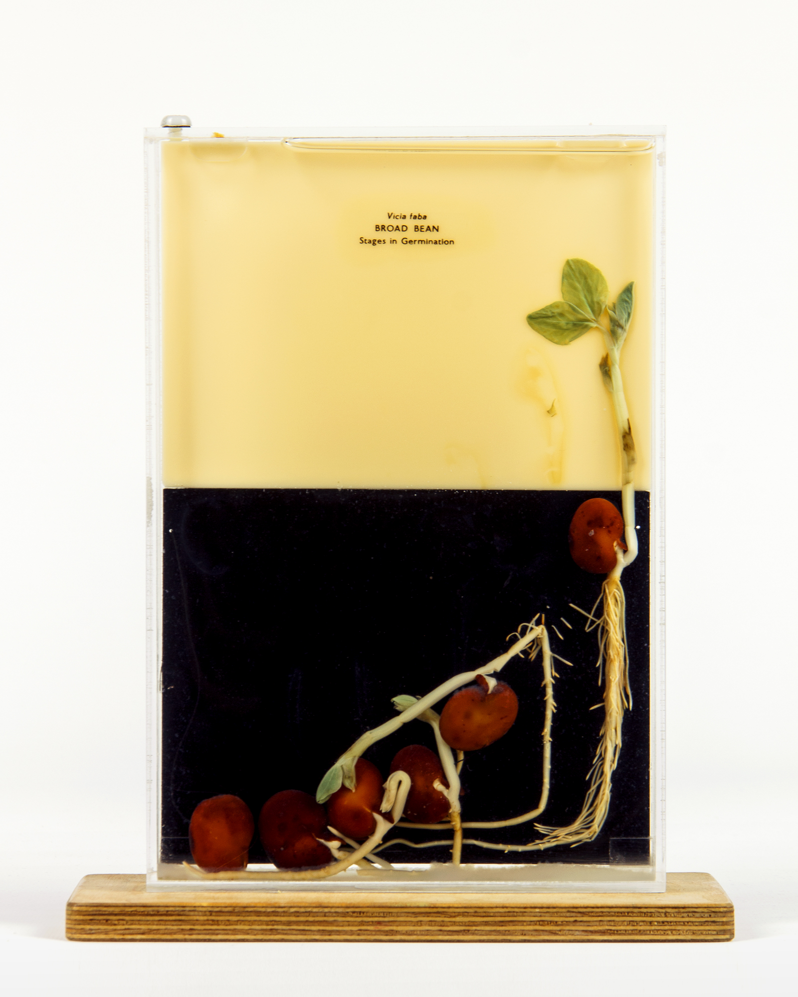 Broad Bean Germination Study