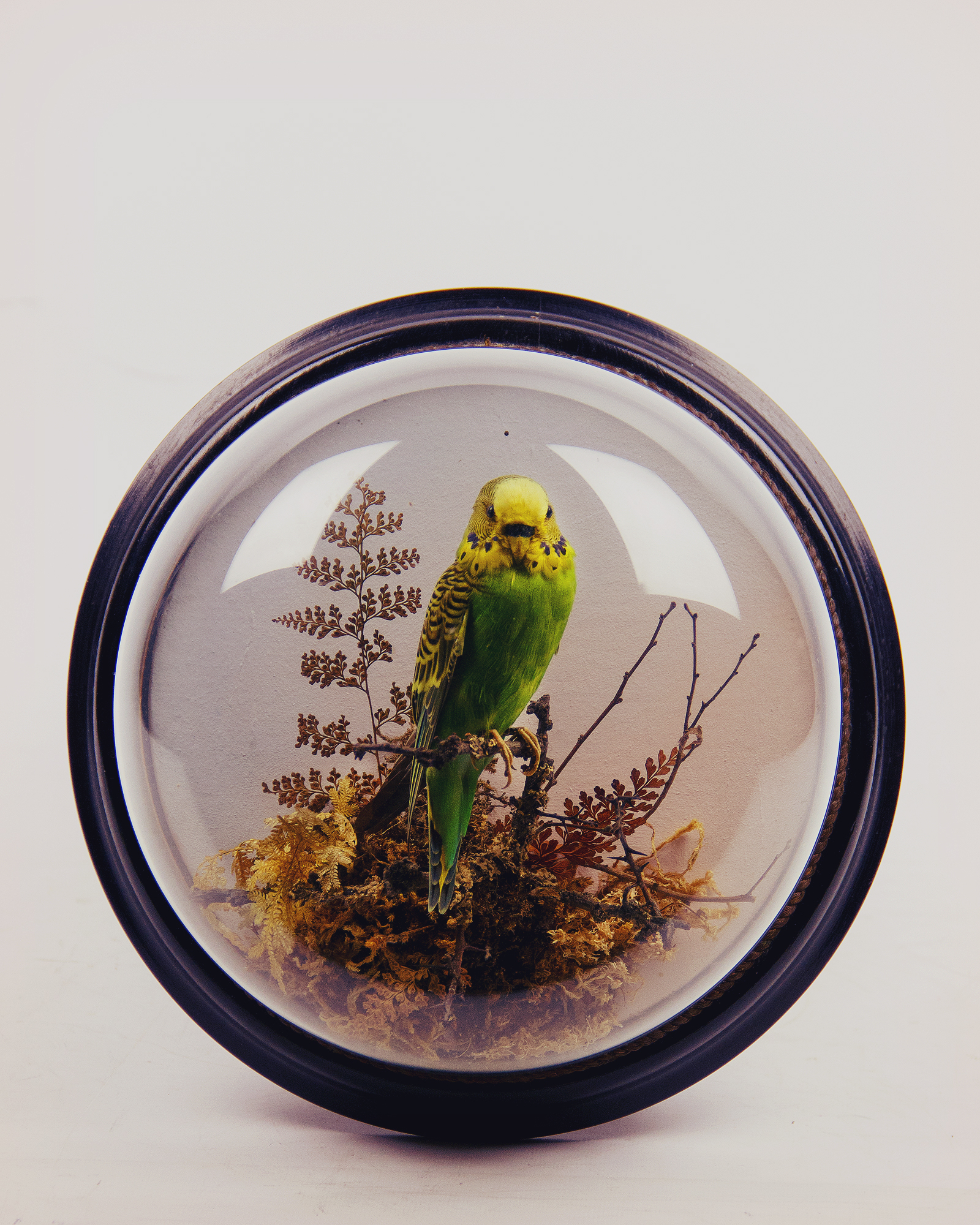 Budgerigar By P. Spicer & Sons