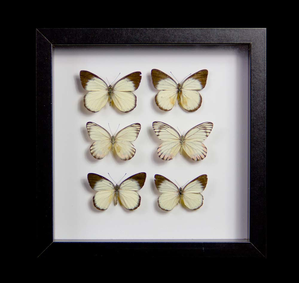 Taxidermy Butterflies