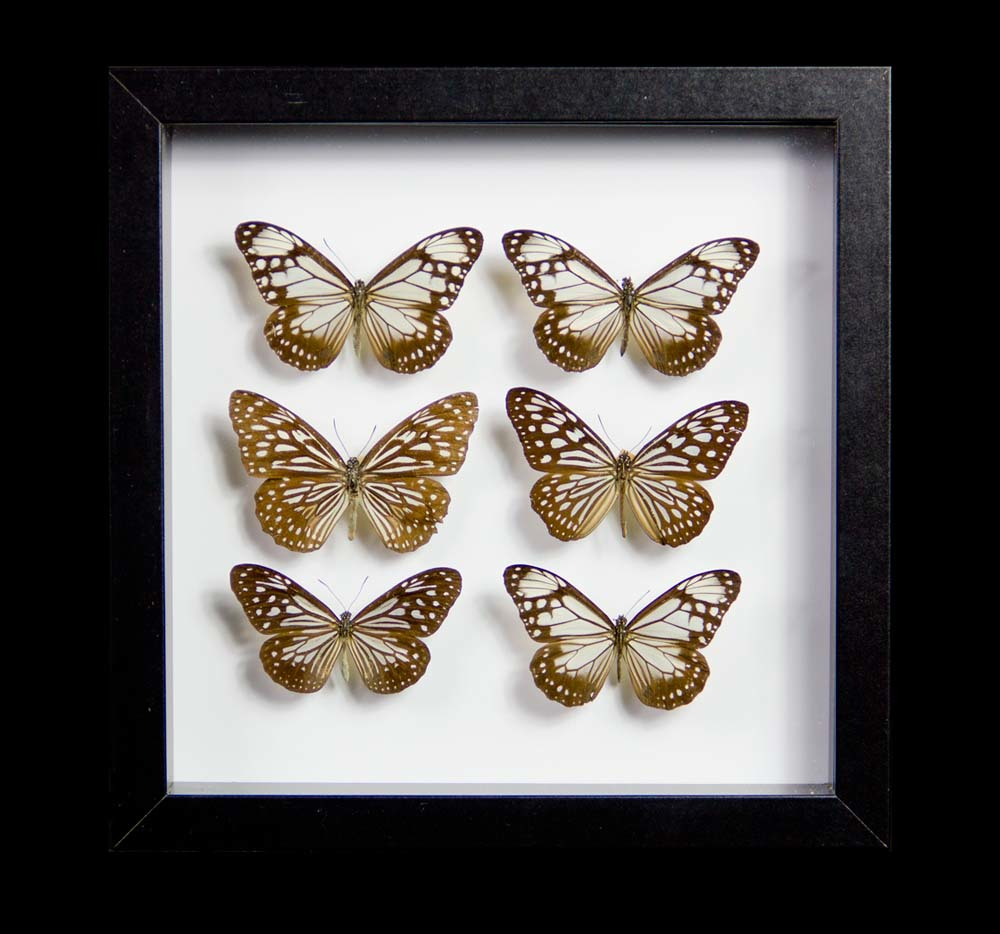 Taxidermy Rice Paper Butterflies