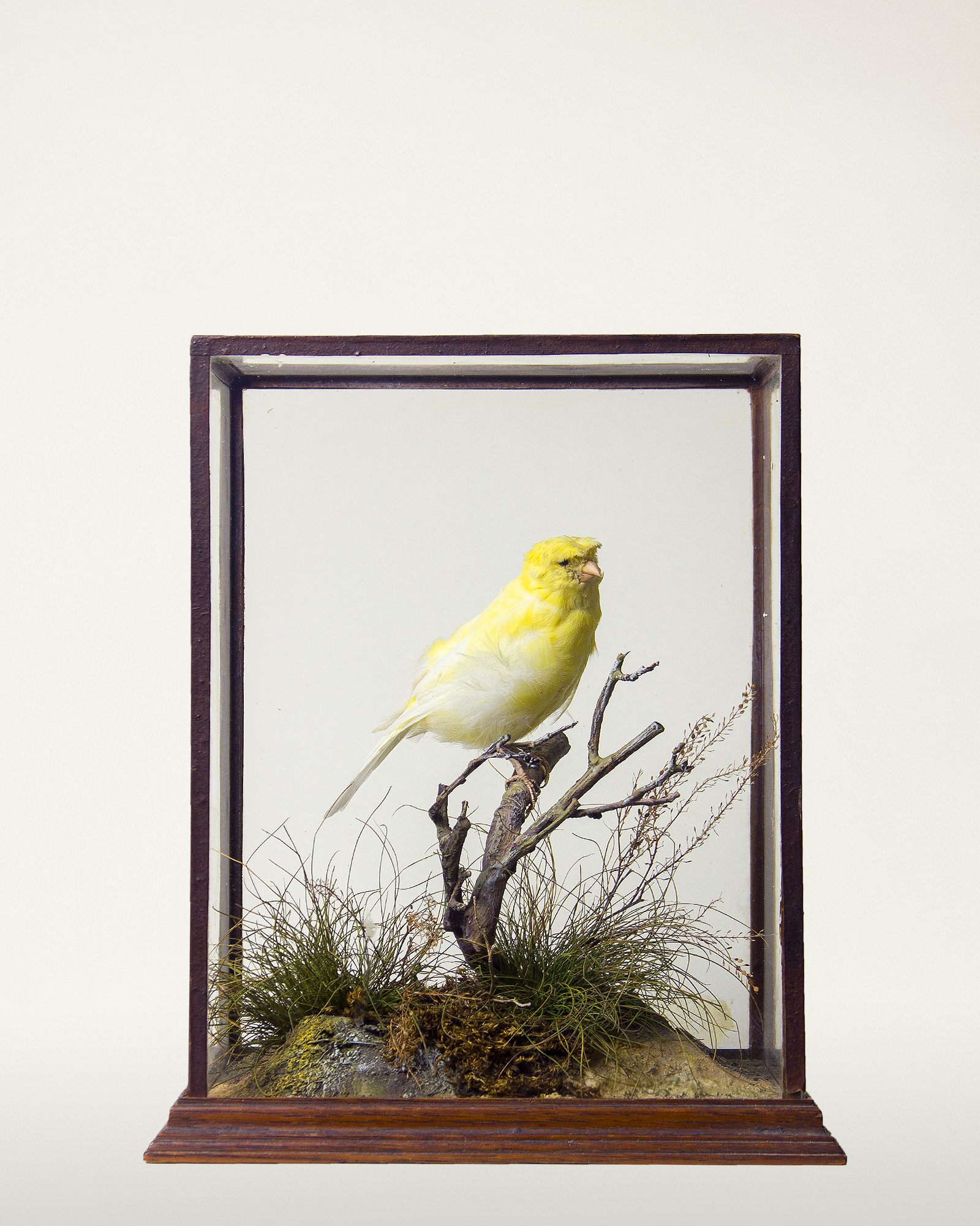 A Taxidermy 'Gloucester Fancy' by P. Spicer & Sons