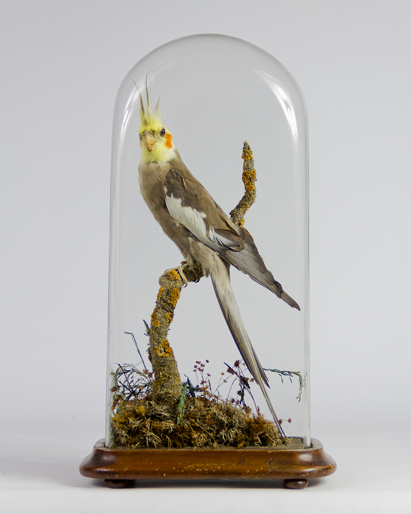 Cockatiel