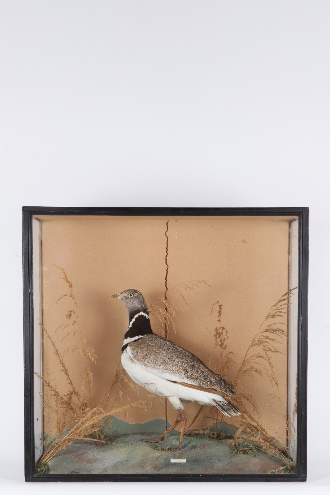 Colonel Harrisons Little Bustard