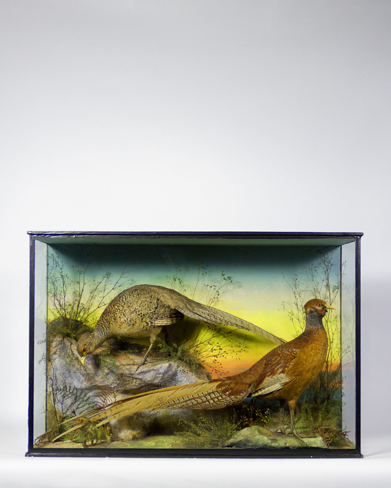 Copper Pheasants By James Gardener