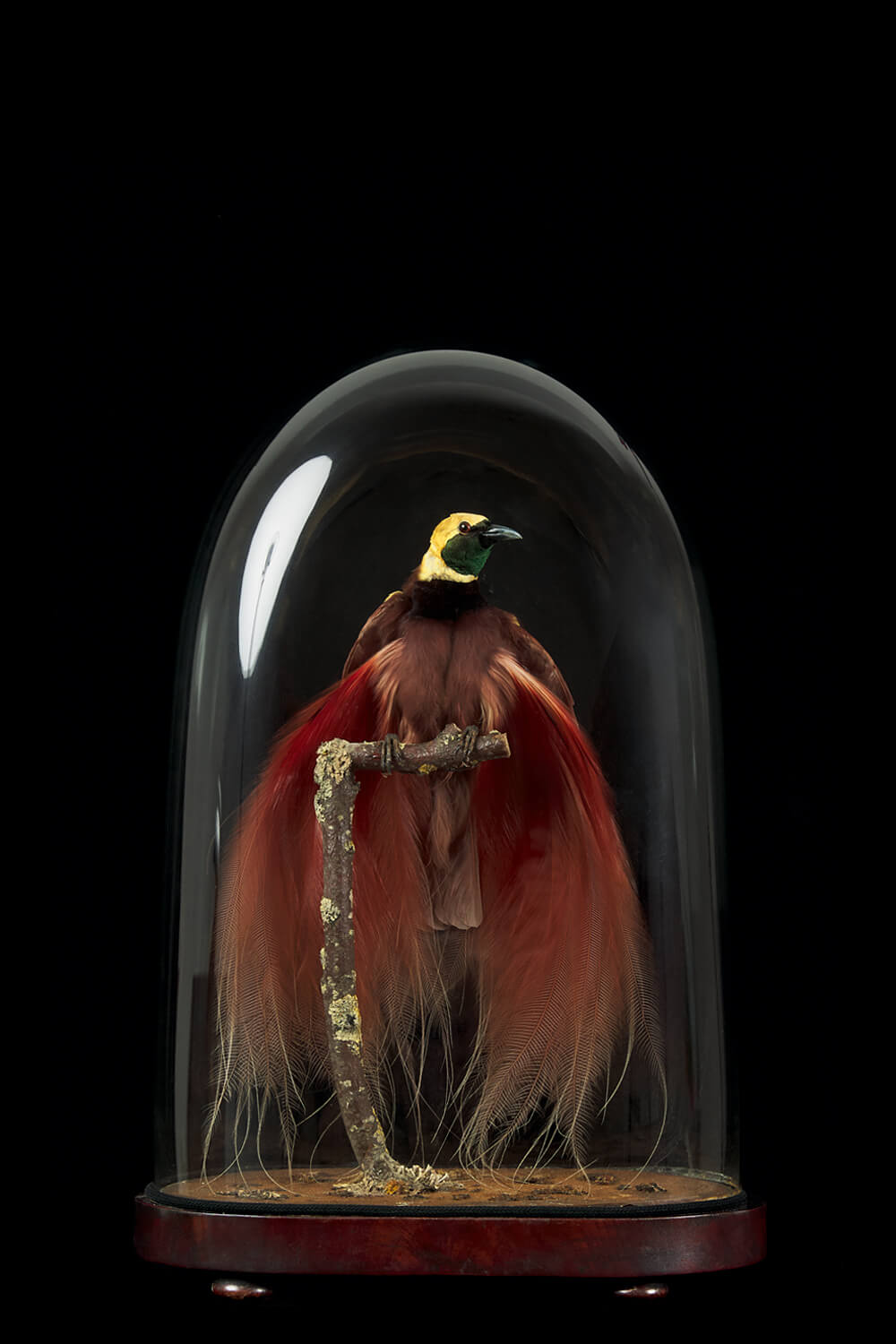 Spectacular Taxidermy Count Raggiana Bird Of Paradise