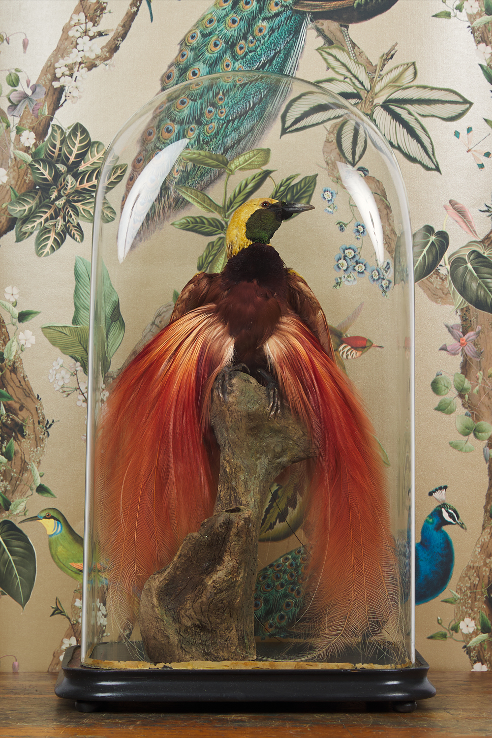 Count Raggiana Bird Of Paradise Taxidermy Dome