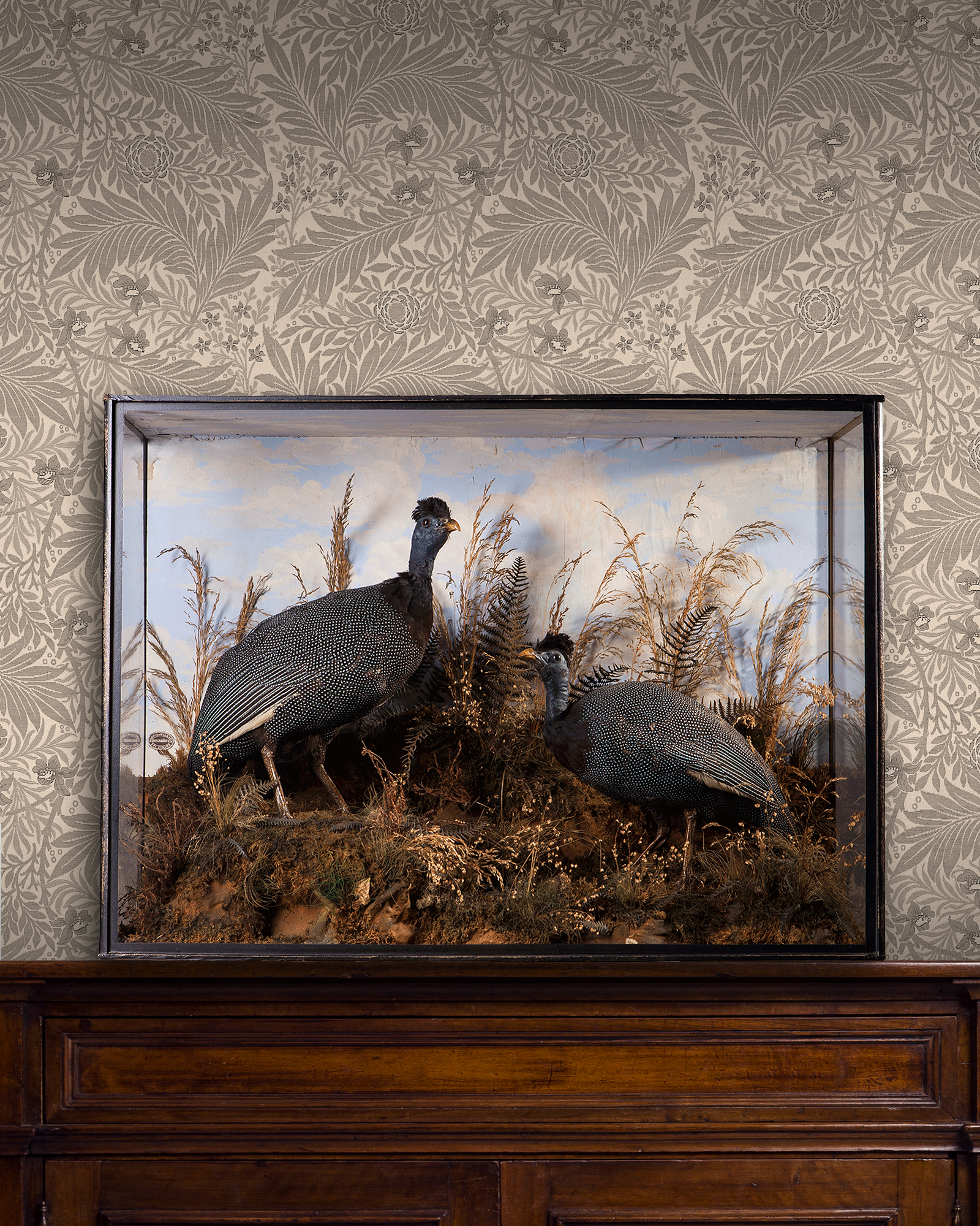 Crested Guineafowl by Buffon & Willson