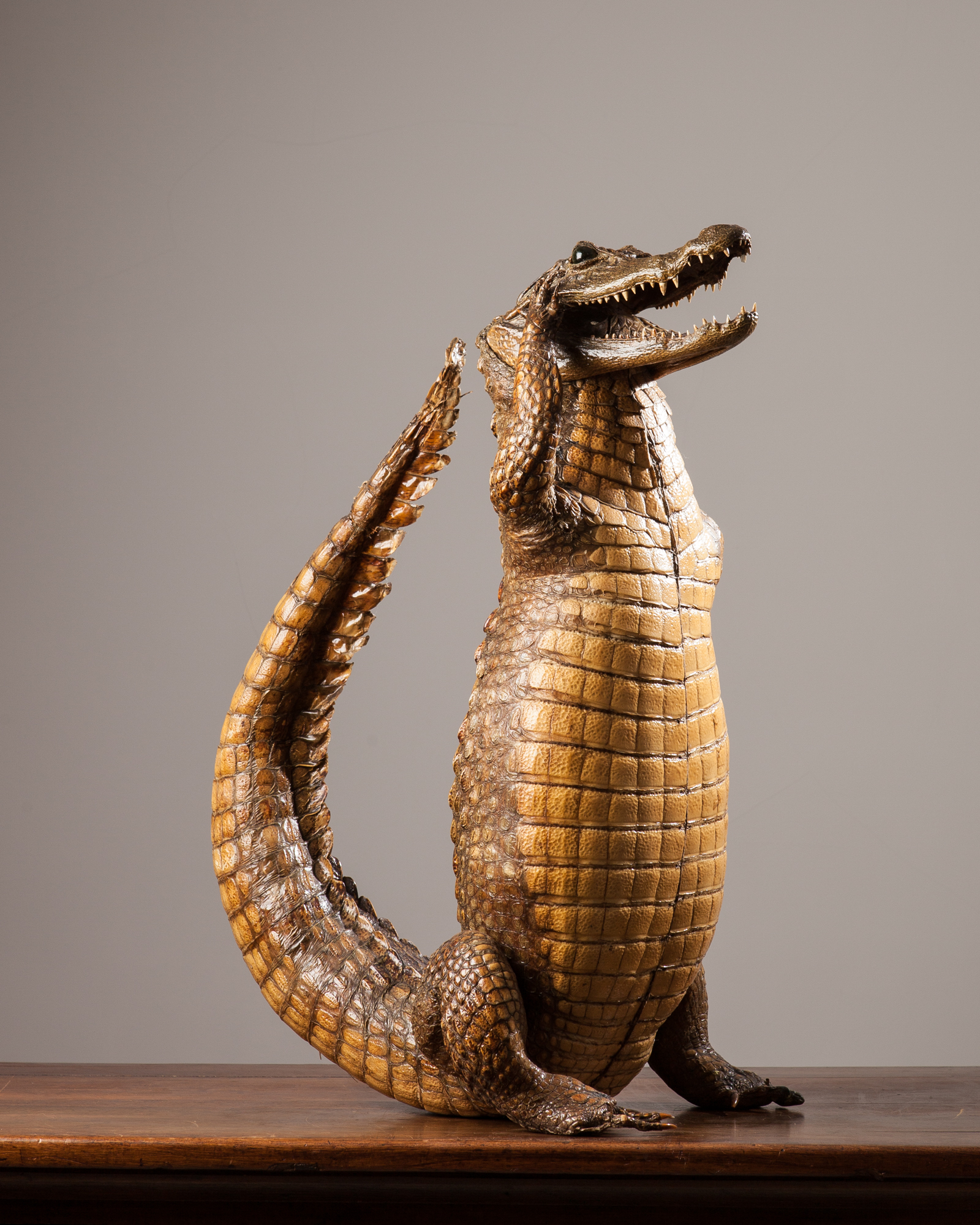 Large 19th century anthropomorphic Crocodile (saluting)