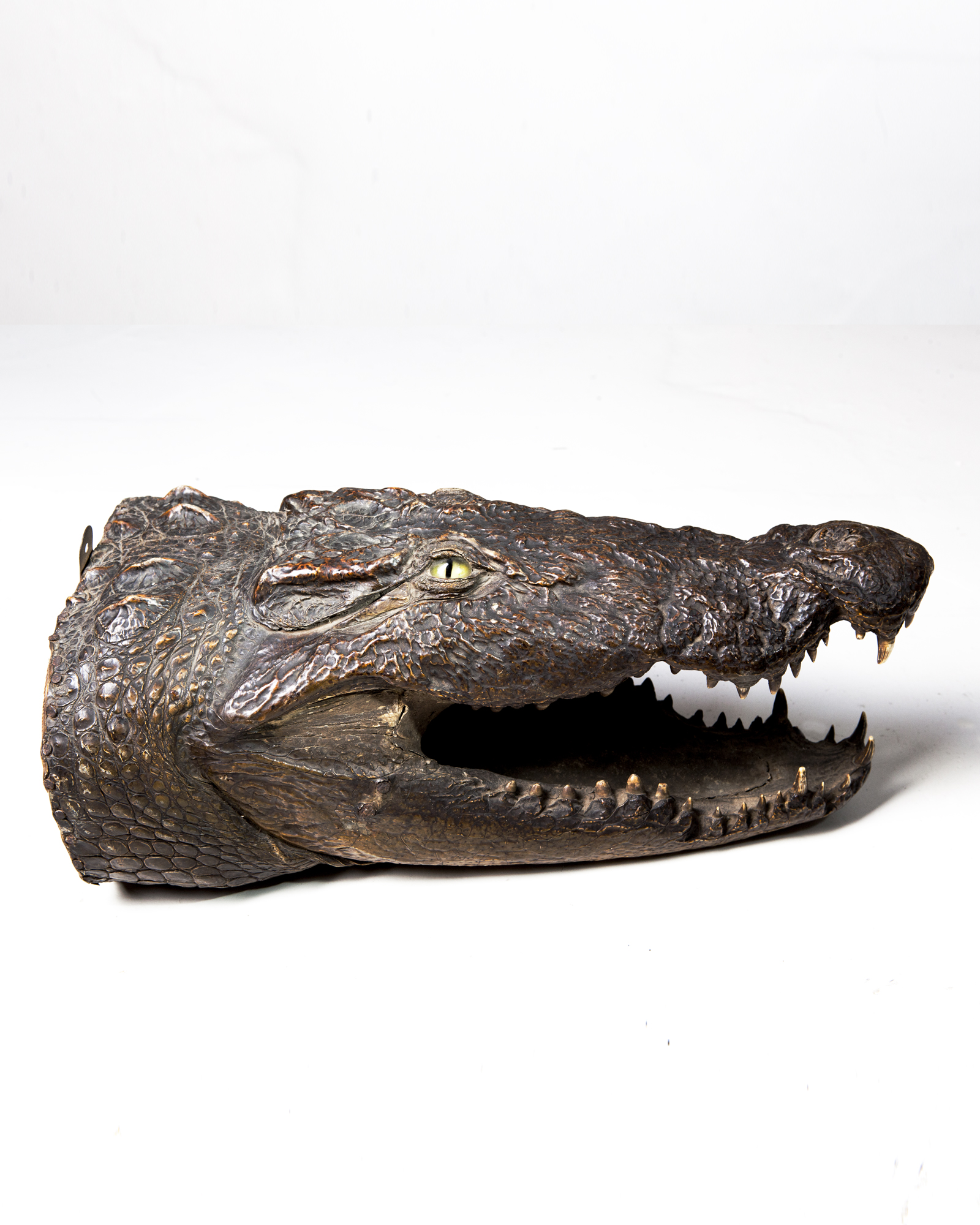 19th century Crocodile head