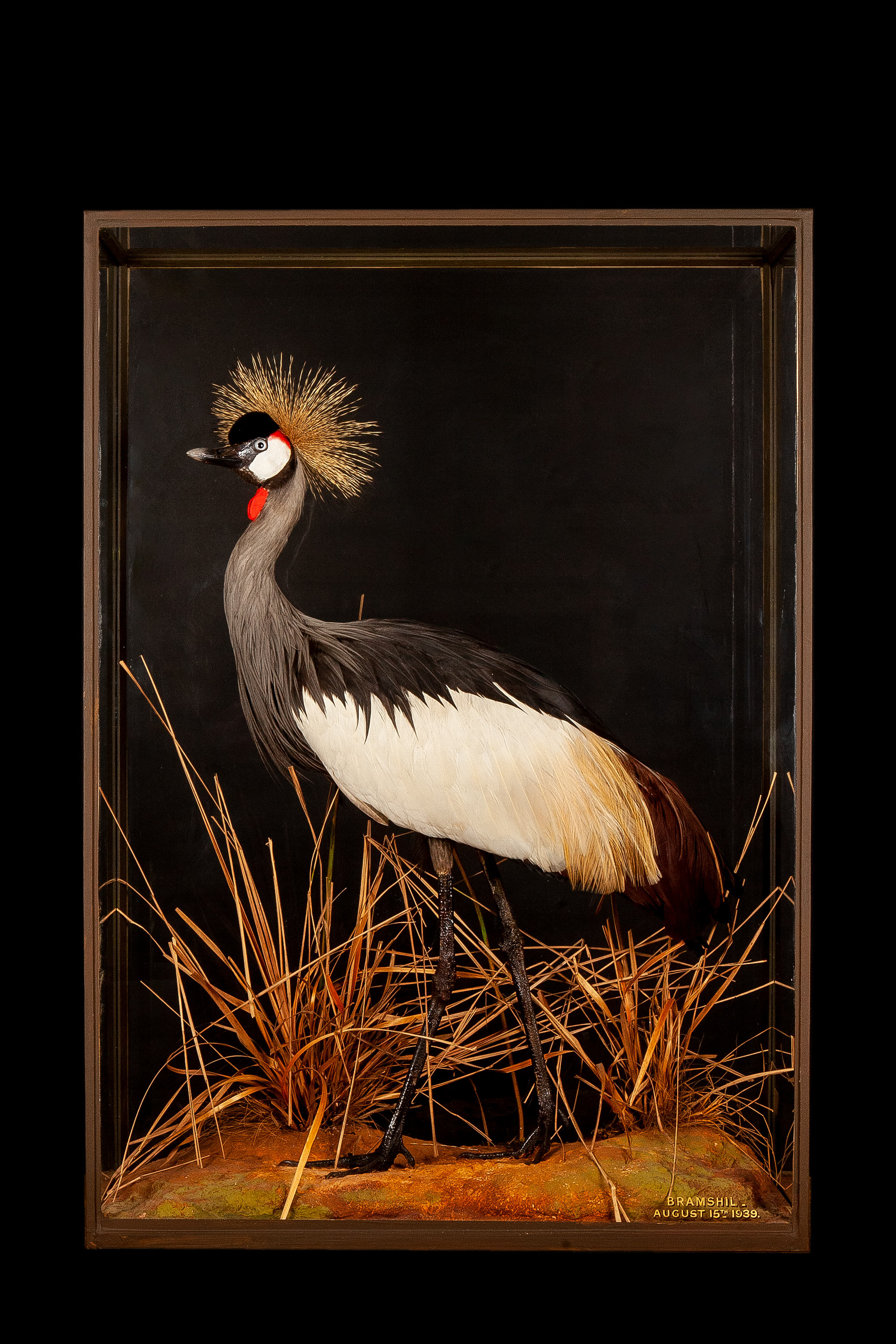 A Crowned crane by Rowland Ward. Glass inscribed "Bramshill 1939". Provenance -once the property of Arthur Ronald Nall-Cain, 2nd Baron Brocket (4 August 1904 - 24 March 1967)