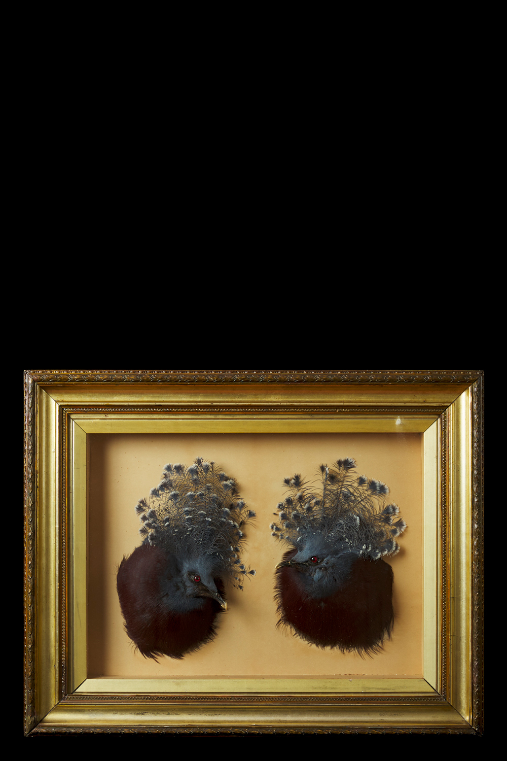 Crowned Pigeon Heads Taxidermy Case Attributed To John Spicer