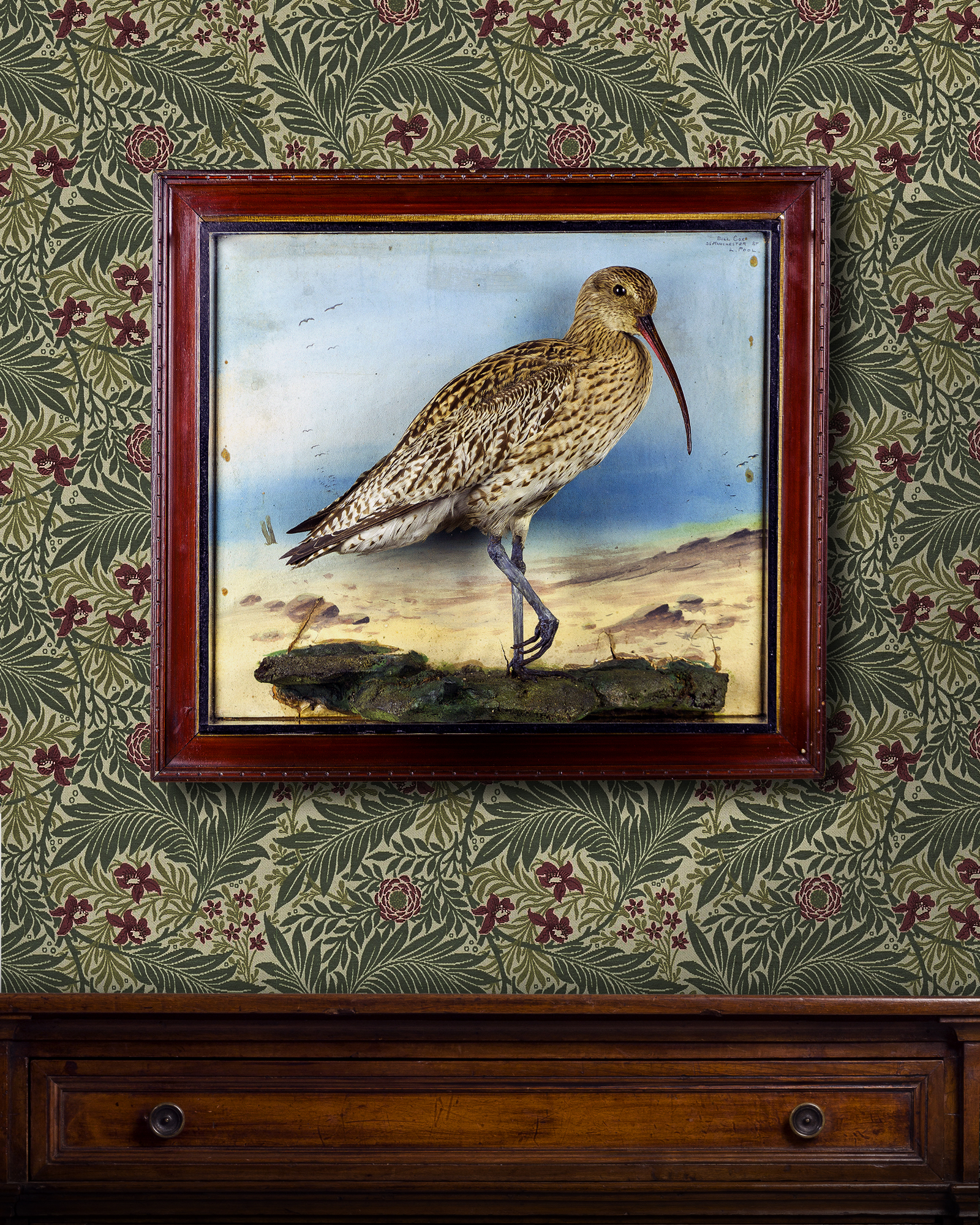 Curlew