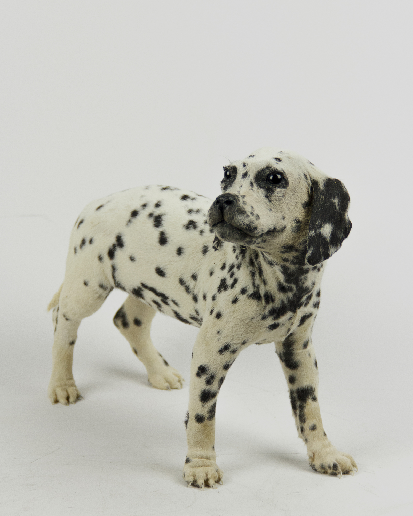 Taxidermy Dalmatian Puppy