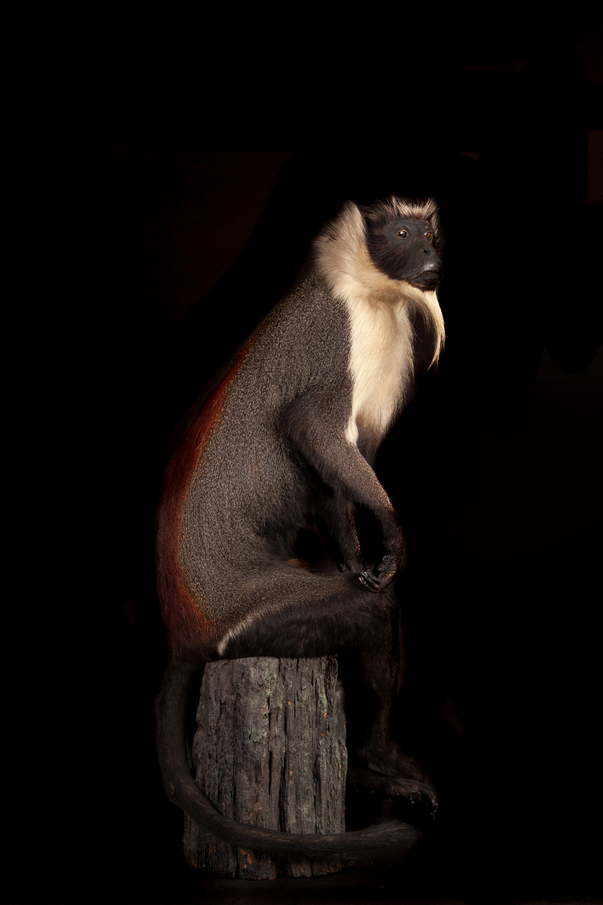 Diana monkey by Edward Gerrards circa 1910