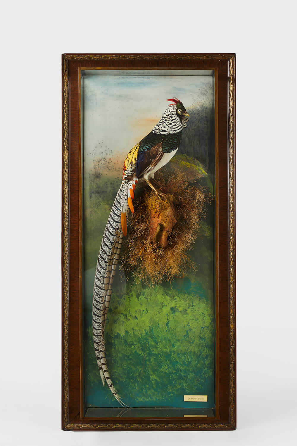 Enormous 19th Century Wall Cased Lady Amhurst Pheasant