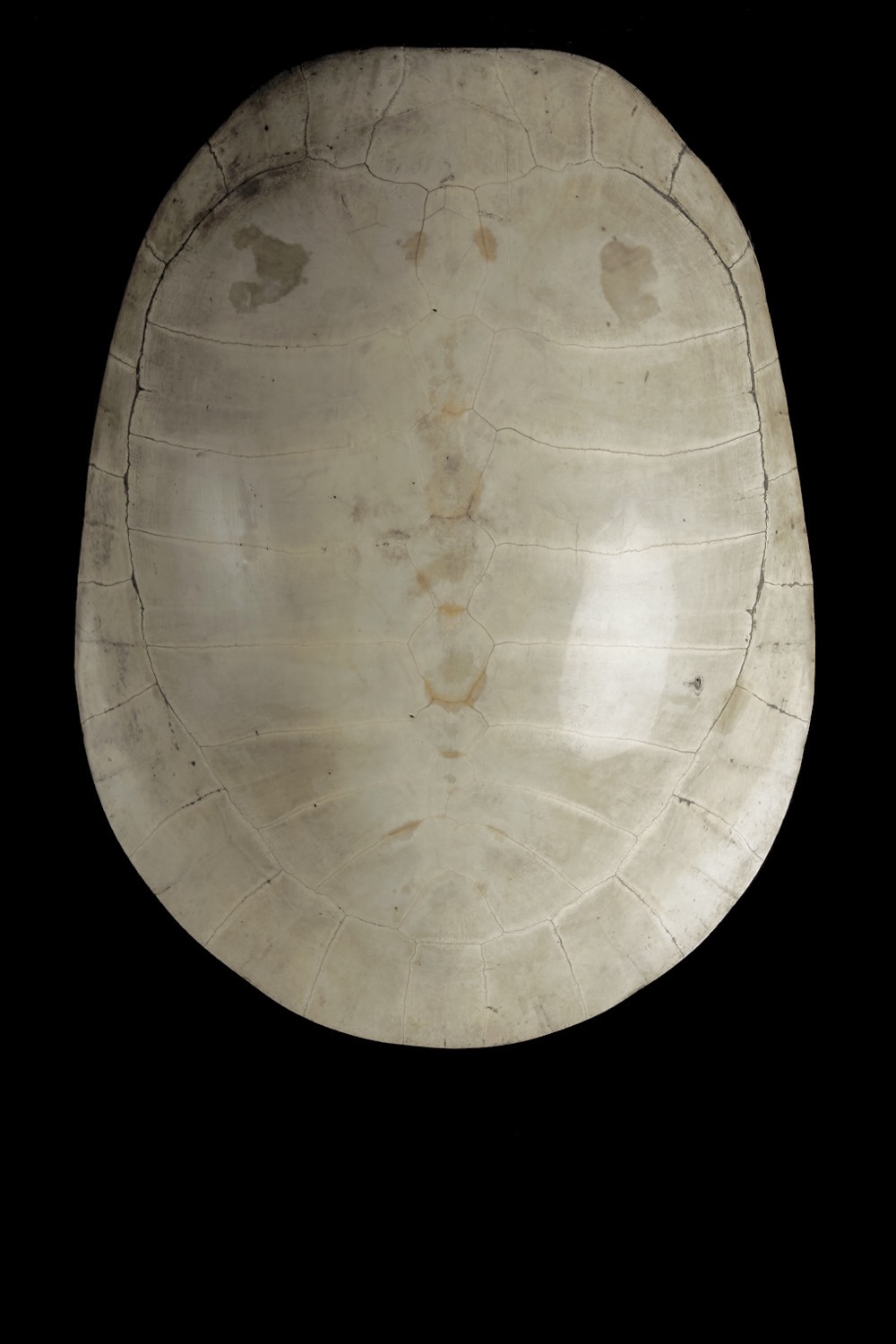 Blonde Turtle Carapace
