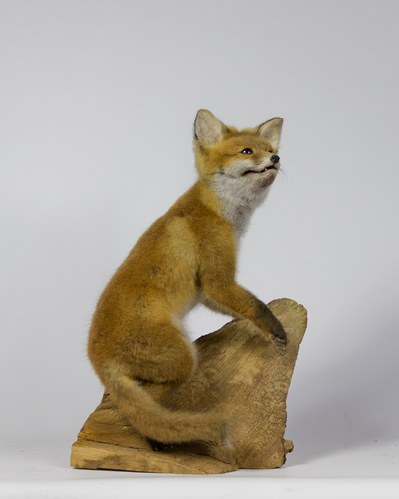 Taxidermy Red Fox cub