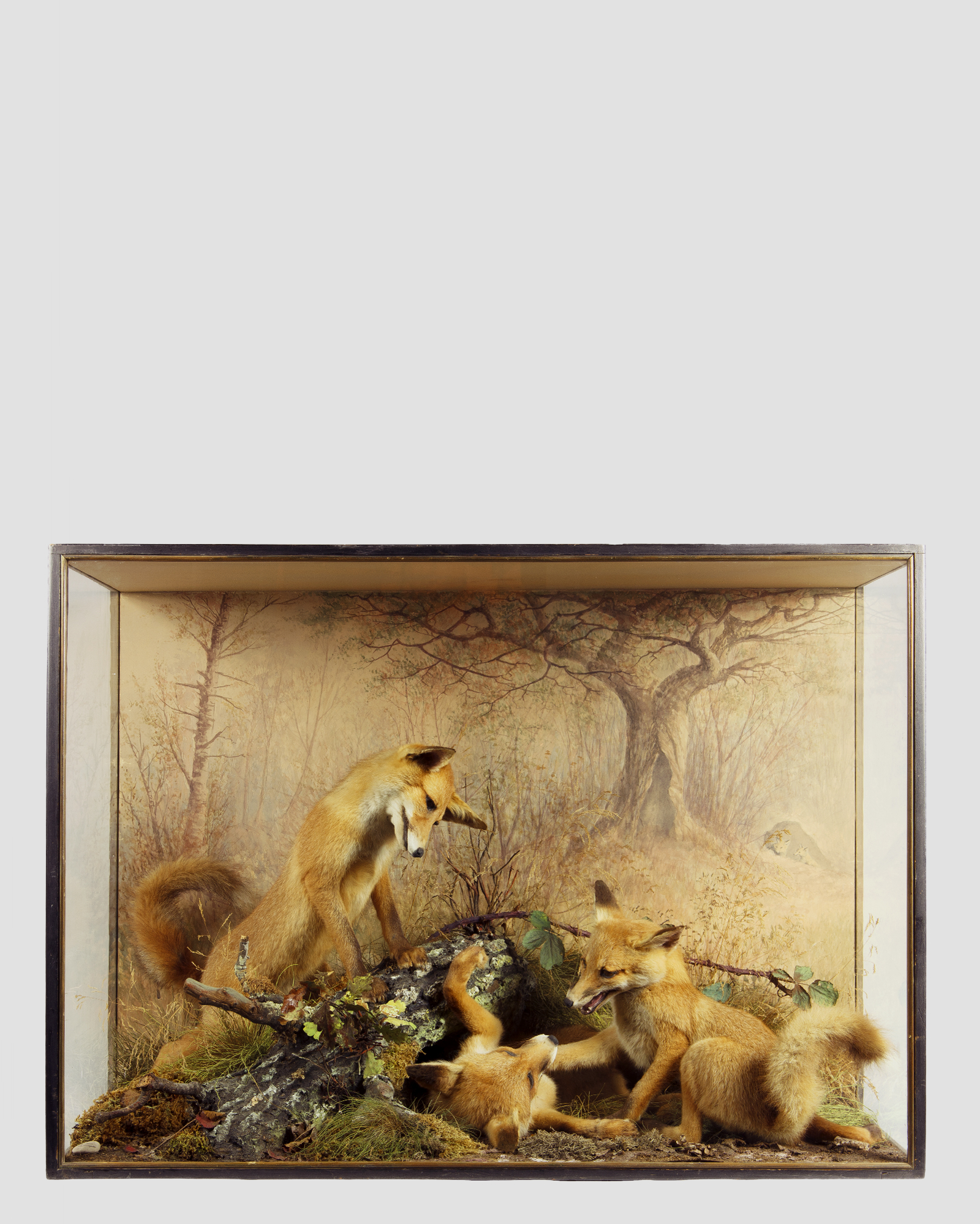 Fox Cubs By Peter Spicer