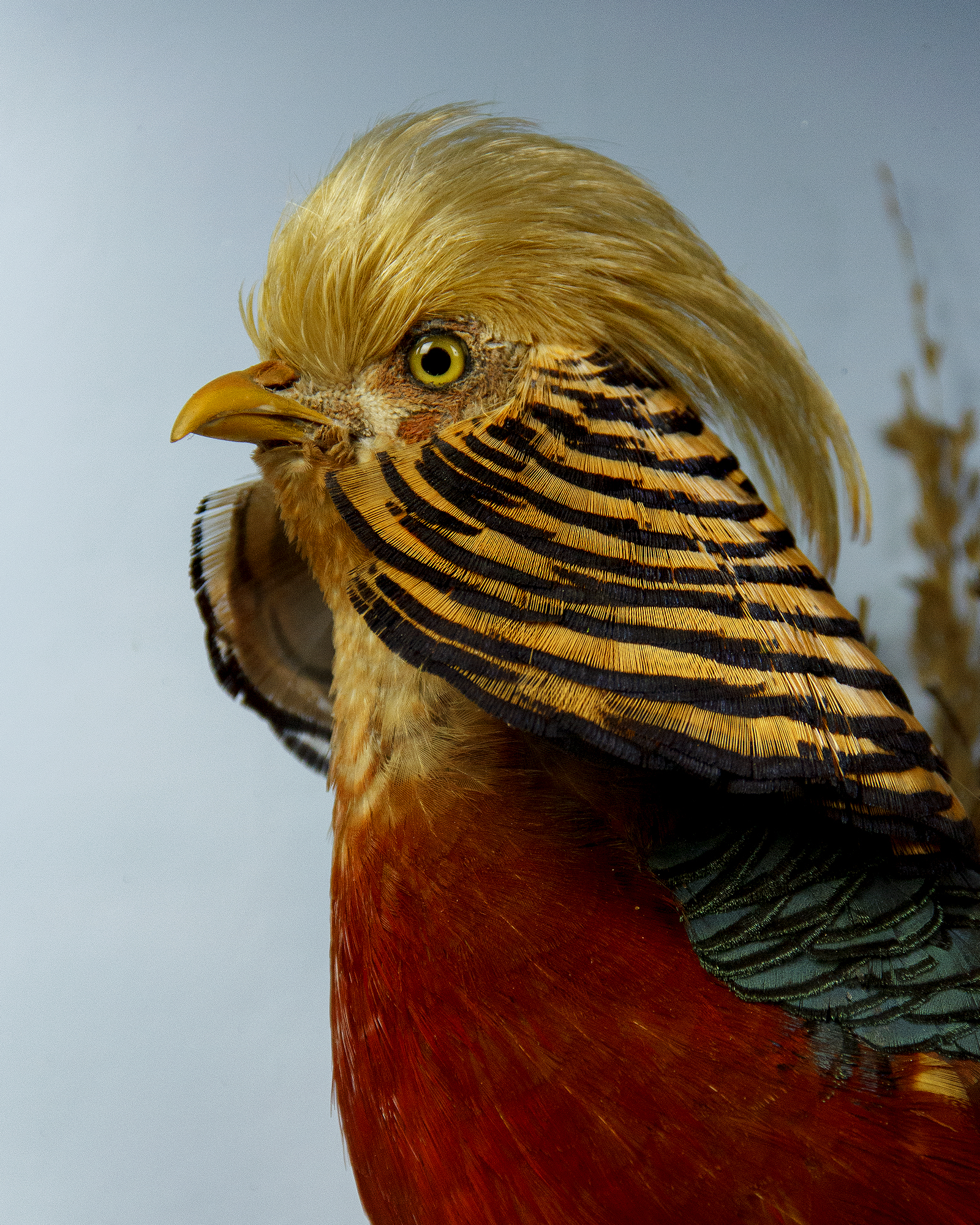Golden Pheasant Attributed to T.E. Gunn