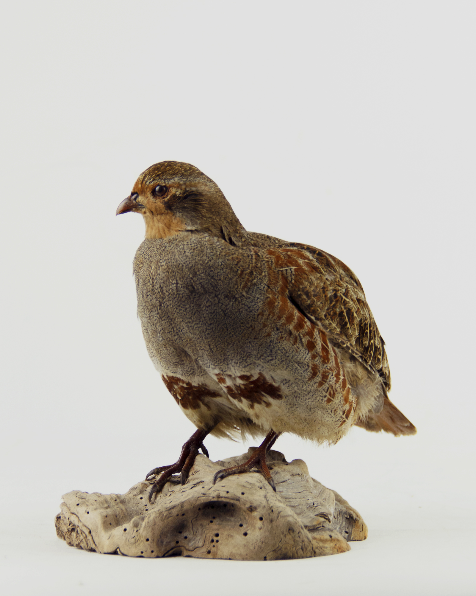 Perdrix Grise Naturalisée – Taxidermie, Pièce Française