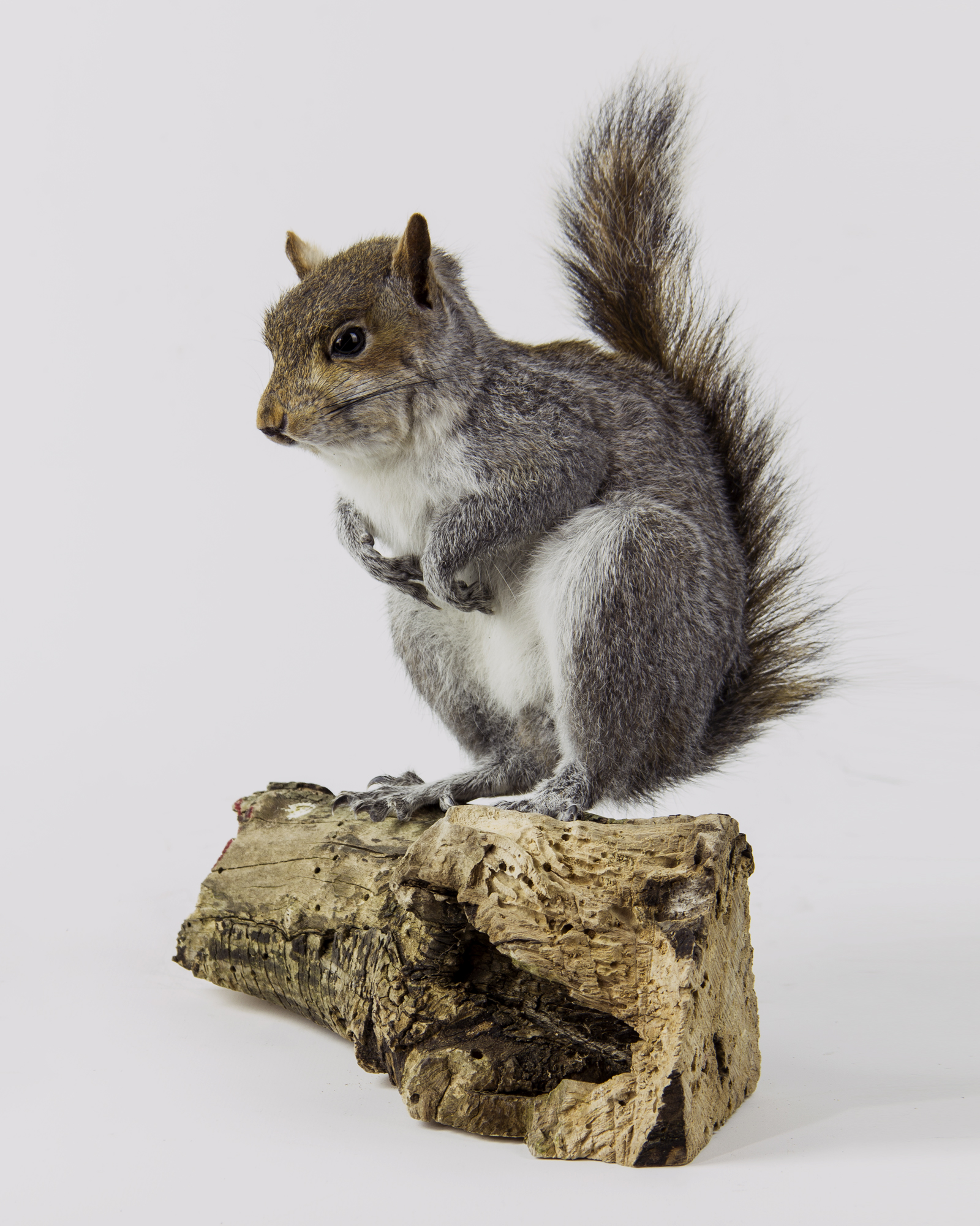 Taxidermy grey squirrel