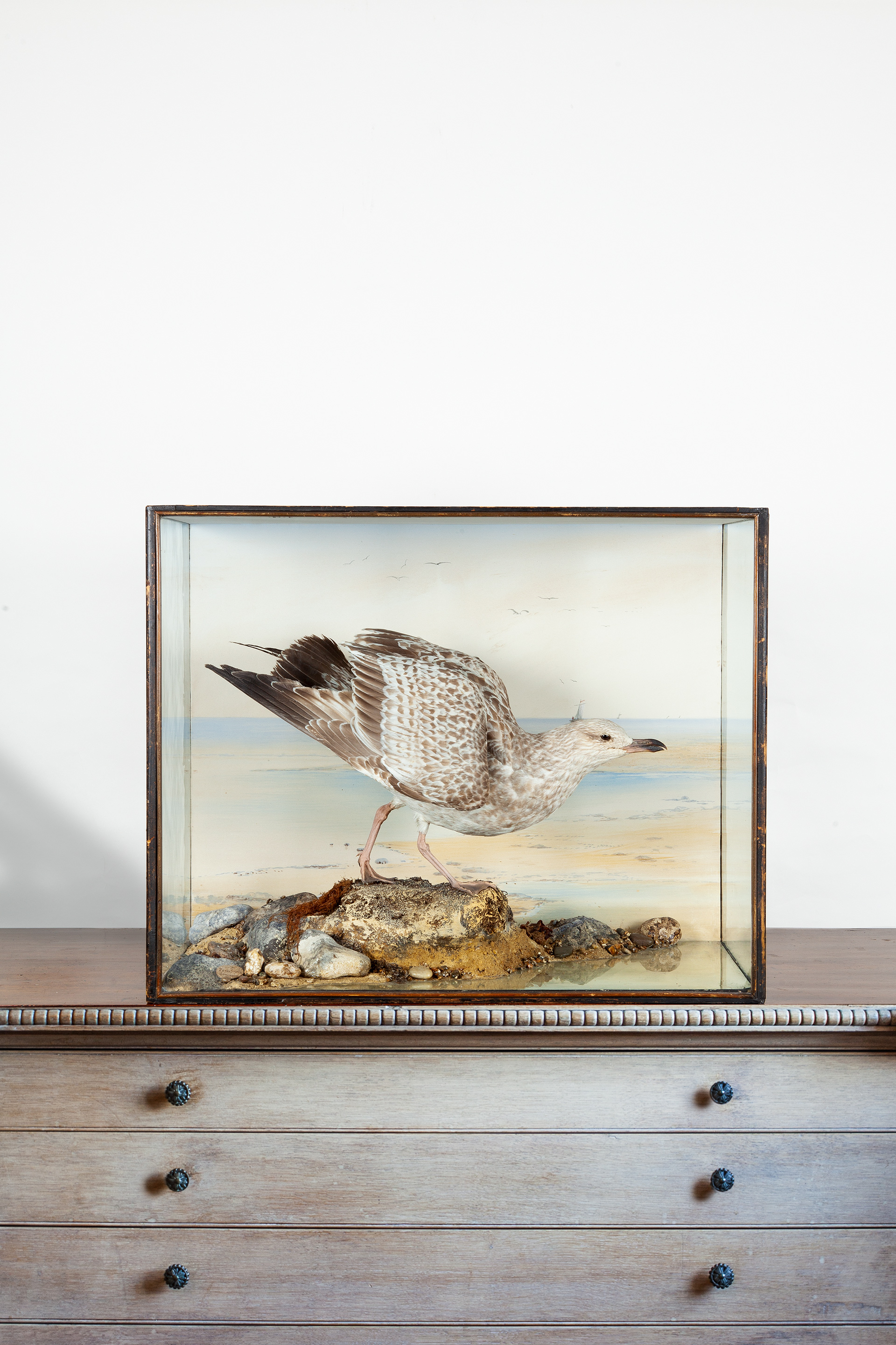 Taxidermy Herring Gull by Peter Spicer & sons